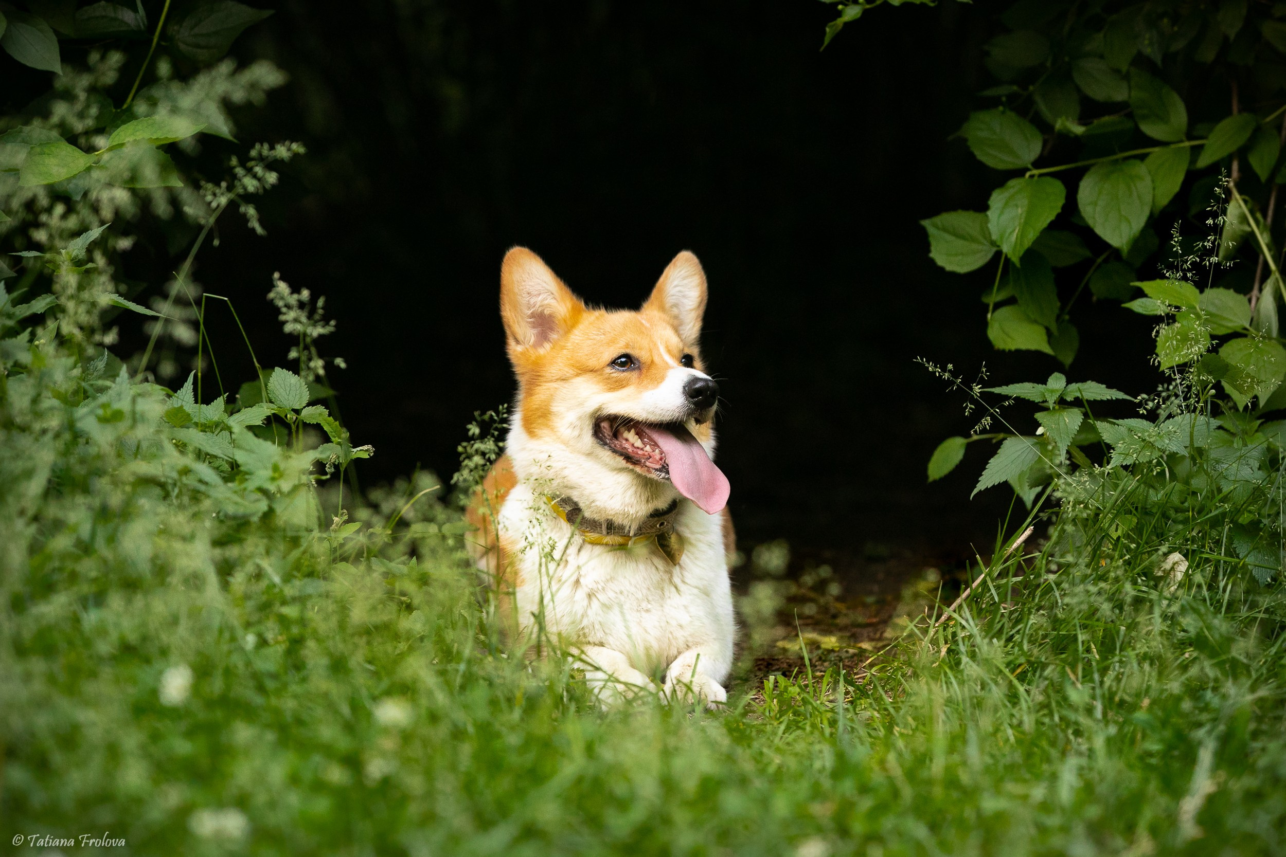 Фотографии собаки с хозяйкой в парке летним вечером. Фотограф-анималист в Москве и Московской области Татьяна Фролова
