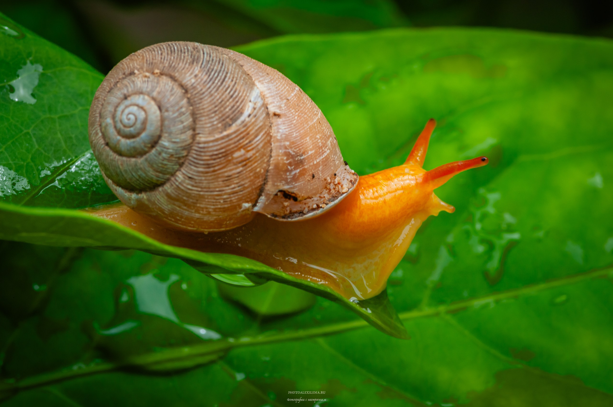 Все оттенки зелёного. Авторские стильные фотокартины