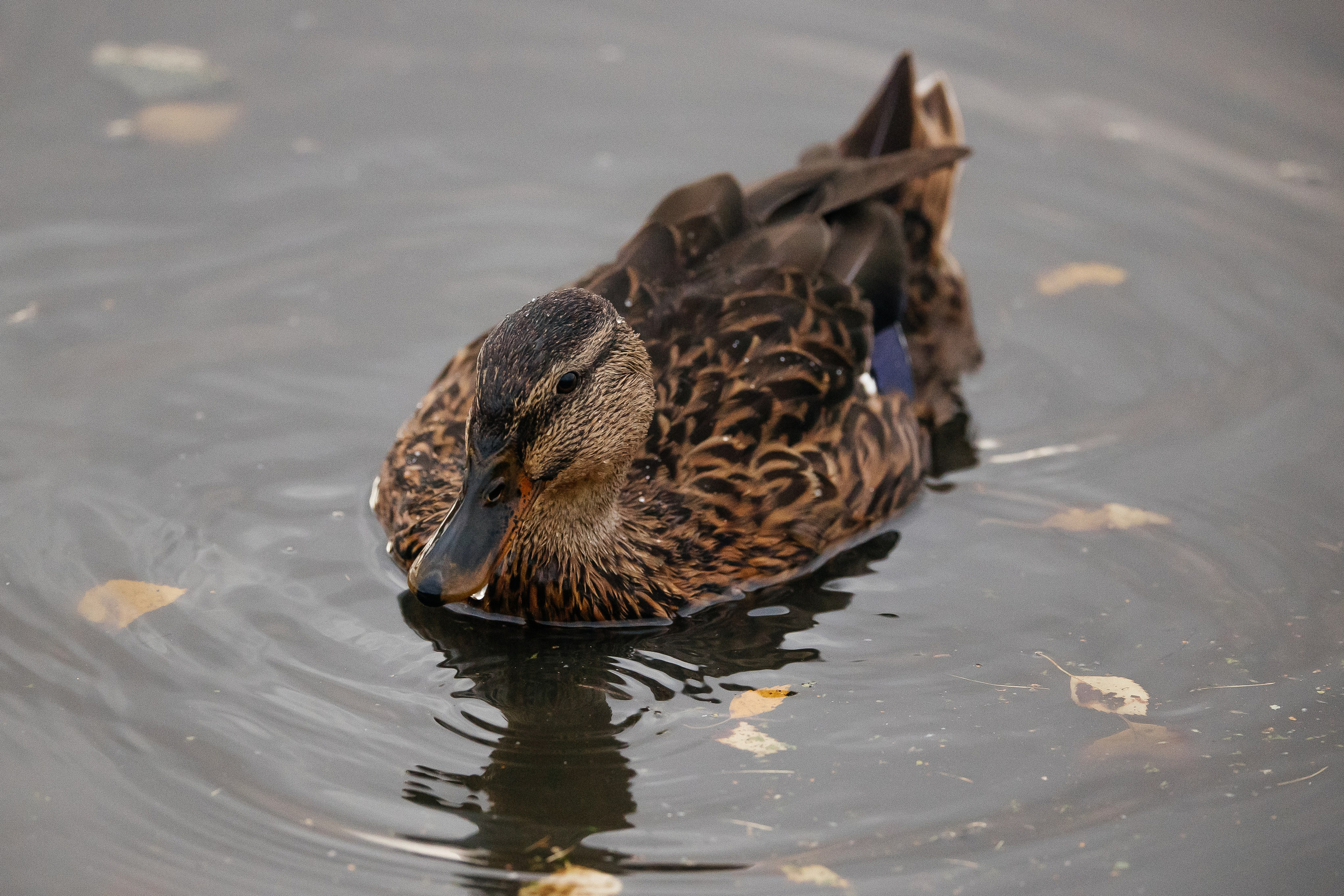 ПЕЙЗАЖ И ЛЮДИ. Саргылана Афанасьева