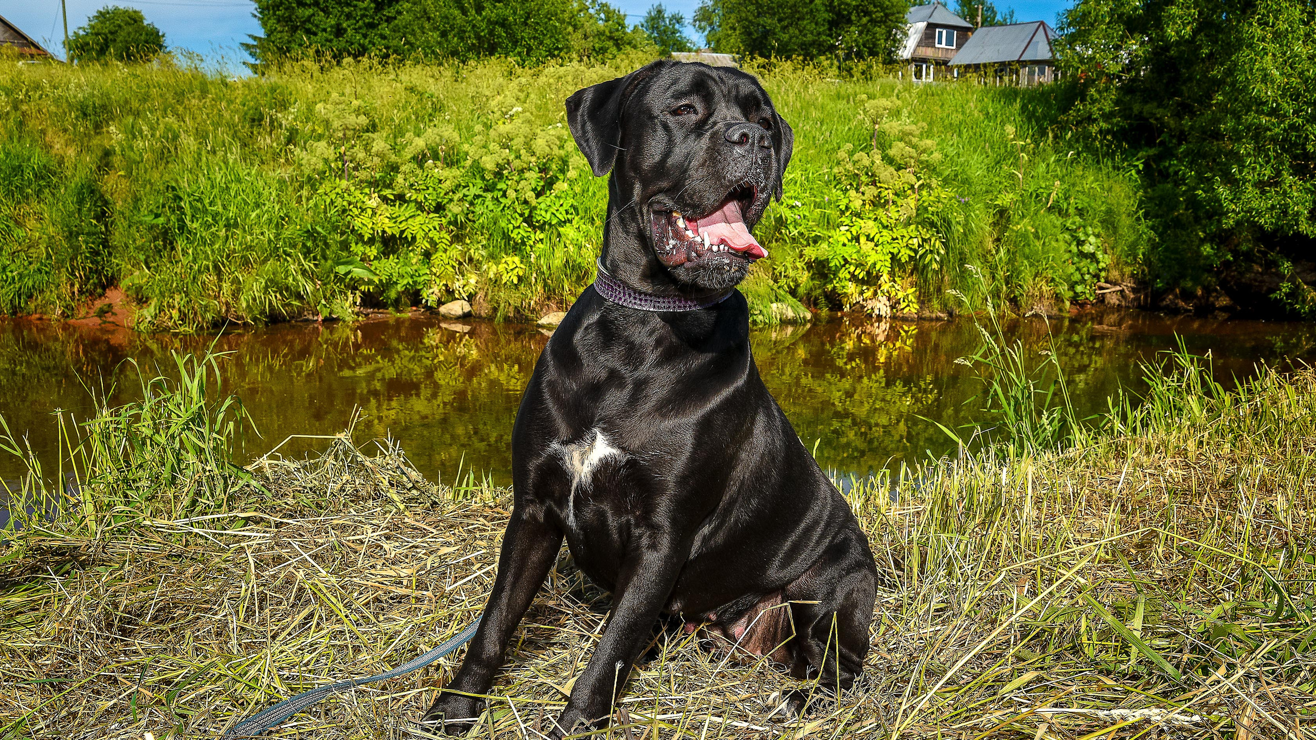 Питомцы. Интерьерный фотограф. Фото- видеосъемка недвижимости Санкт-Петербург