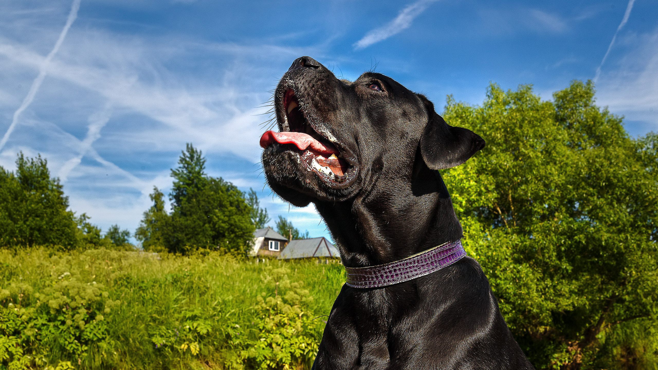 Питомцы. Интерьерный фотограф. Фото- видеосъемка недвижимости Санкт-Петербург