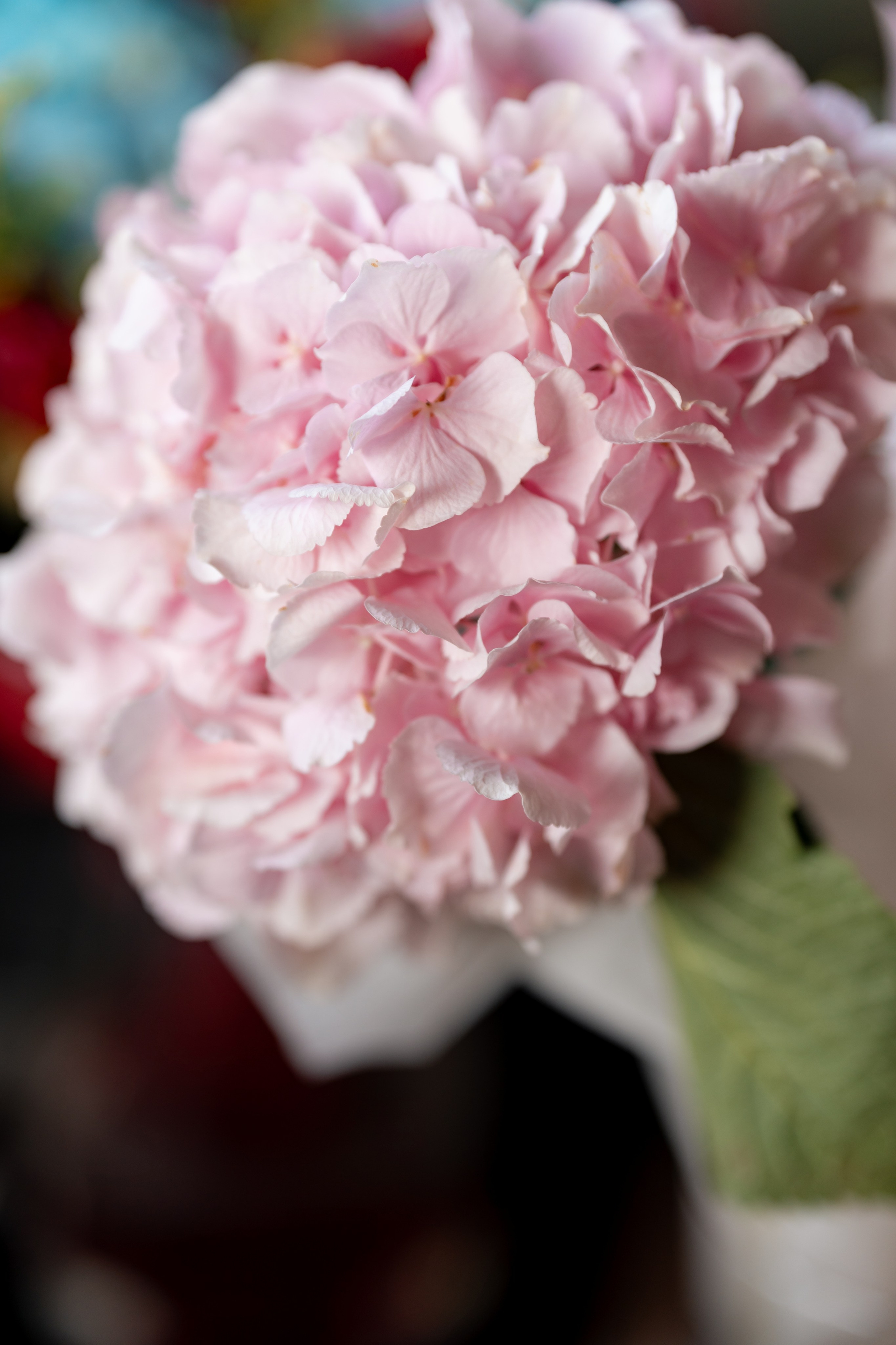 День рождения в ресторане. Свадебный и семейный фотограф