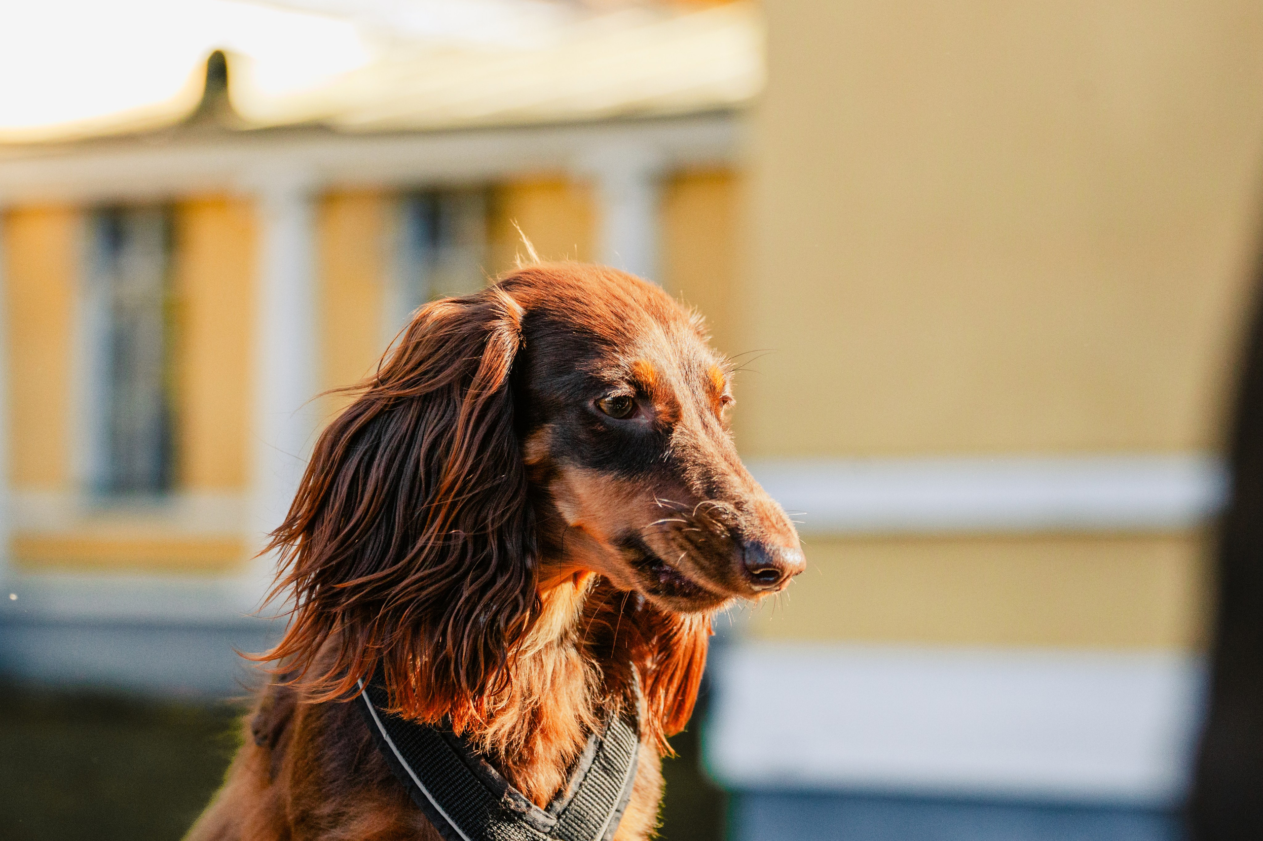 Света, Хайди, Богдана. Фотограф-анималист Татьяна Степанова