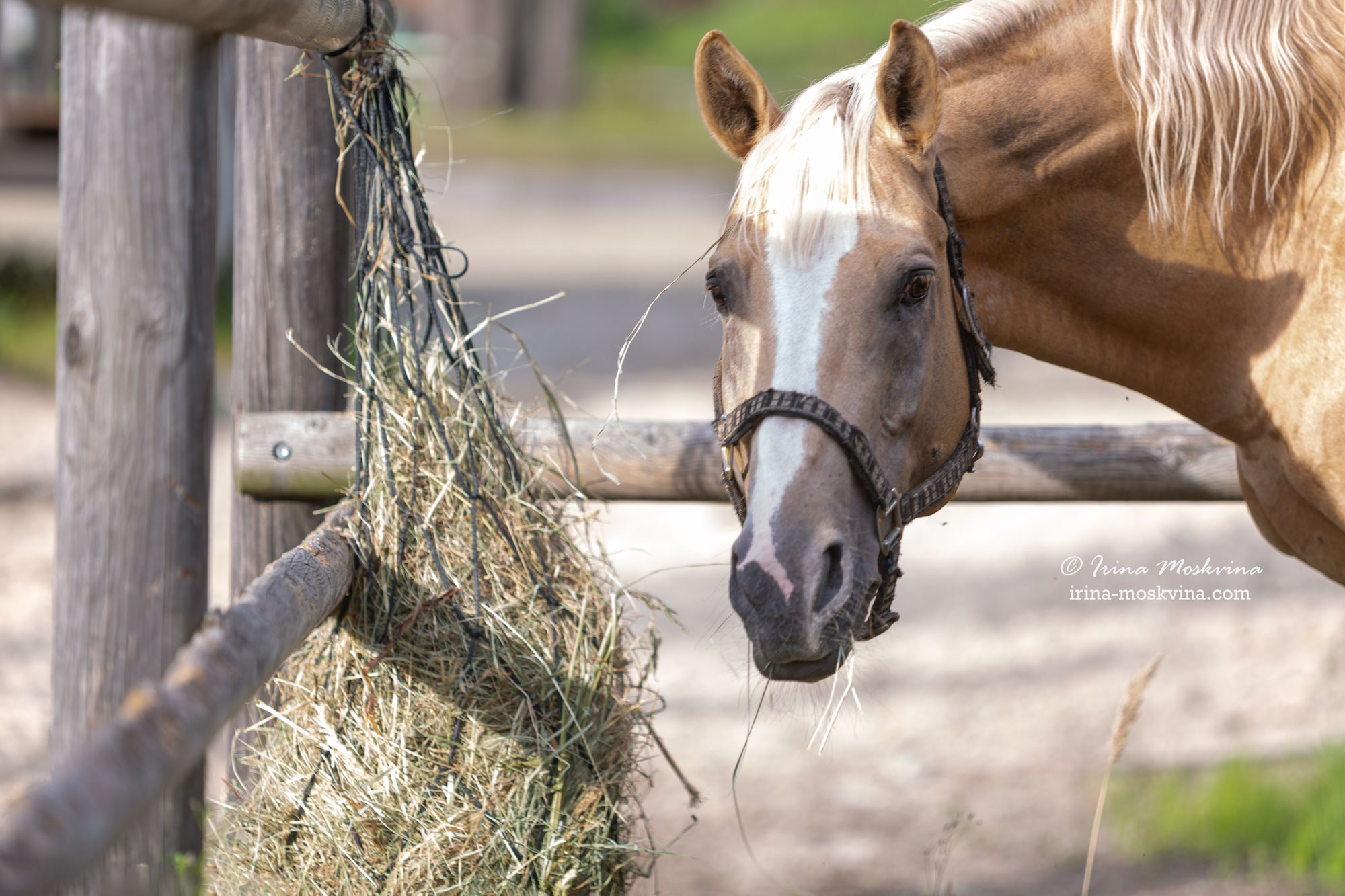 КСК «Алмазово» | Московская область | июль 2024. Ирина Москвина | фотограф | Москва