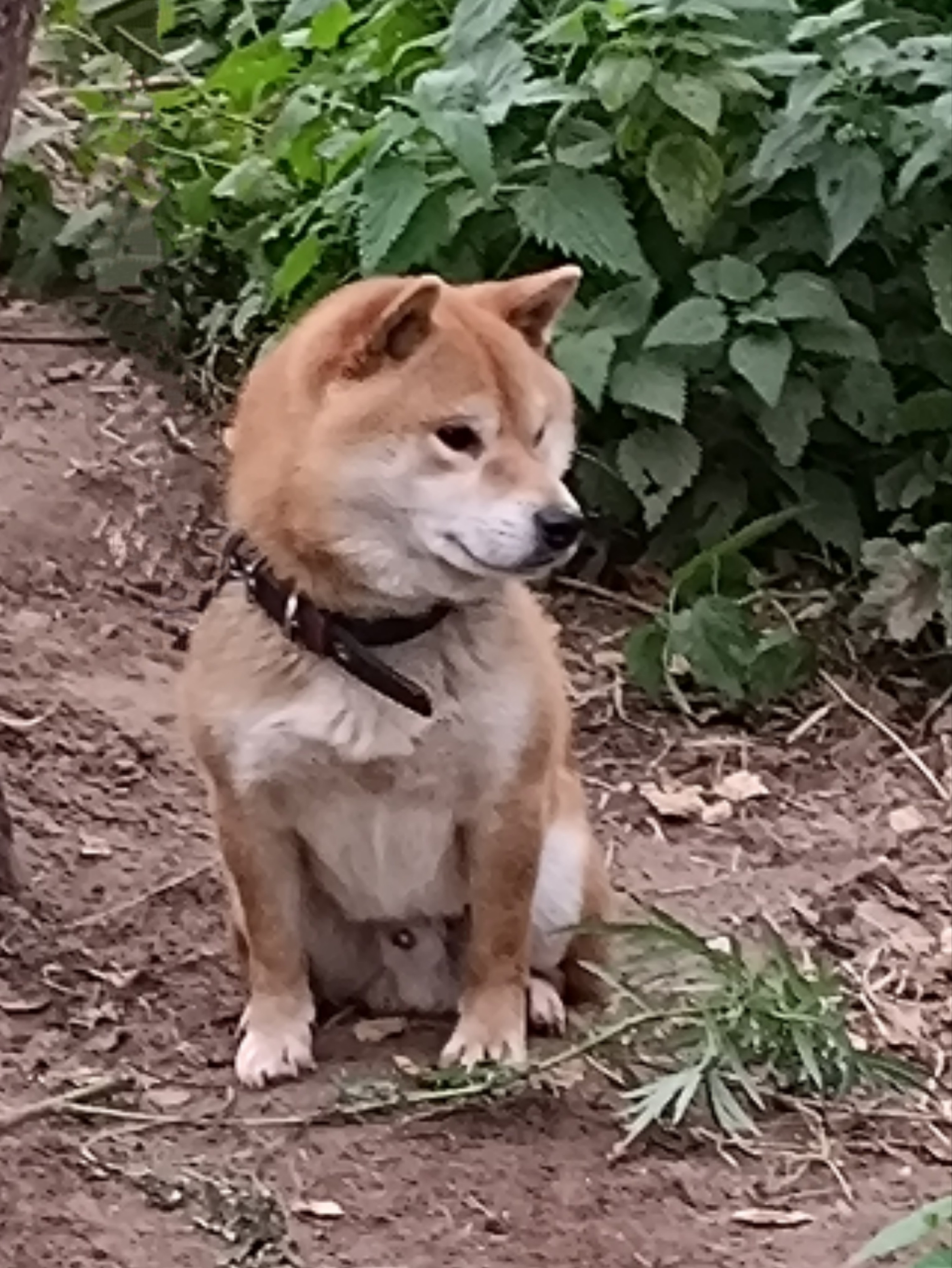 Кобель для вязки сиба Санкт-Петербург питомник Рубилайт Rubylight Тор * Exceligmos Victor сиба щенки