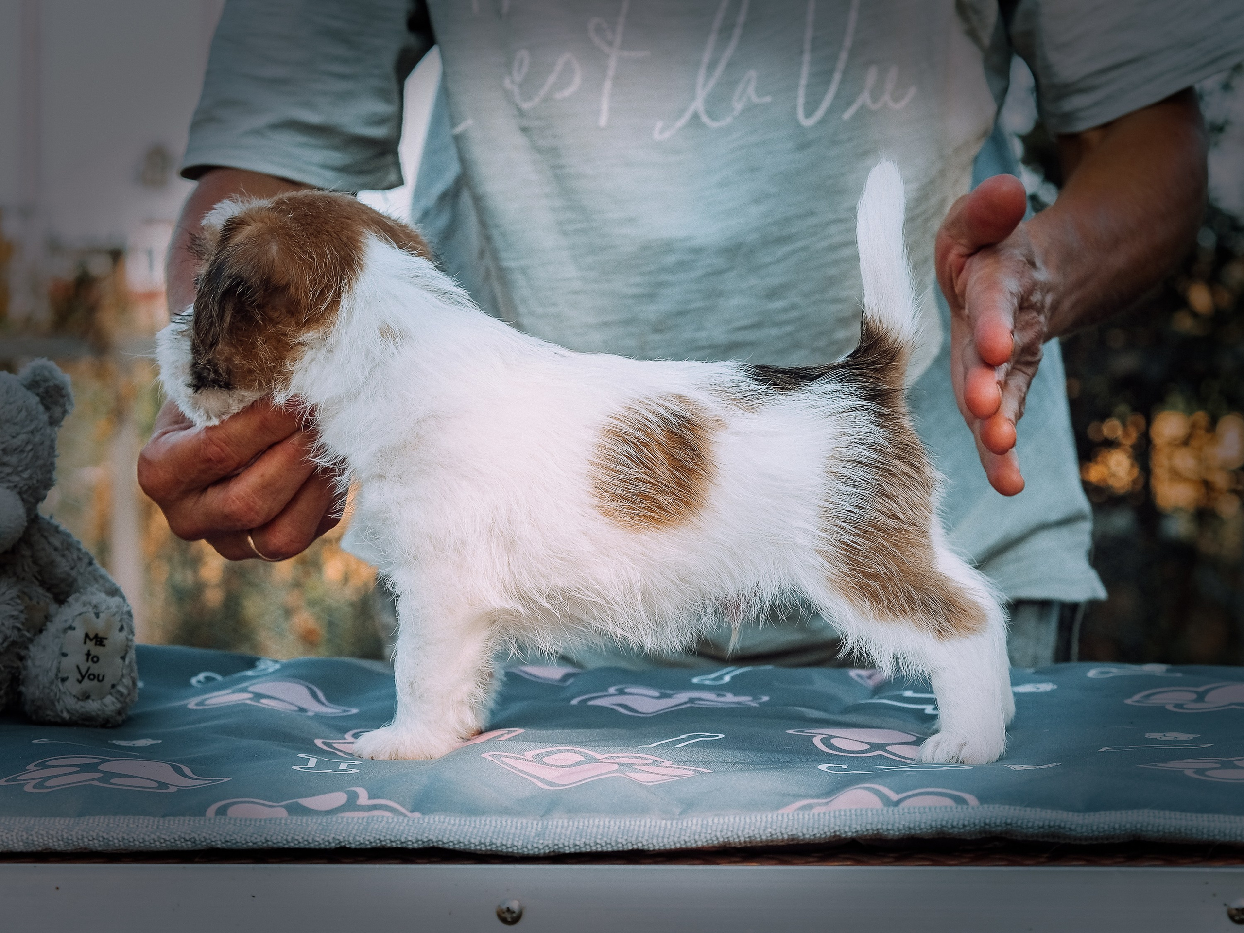 Щенок бело-рыжий джек рассел терьер. КАНЕ МАЭСТРО — питомник Джек рассел терьеров
