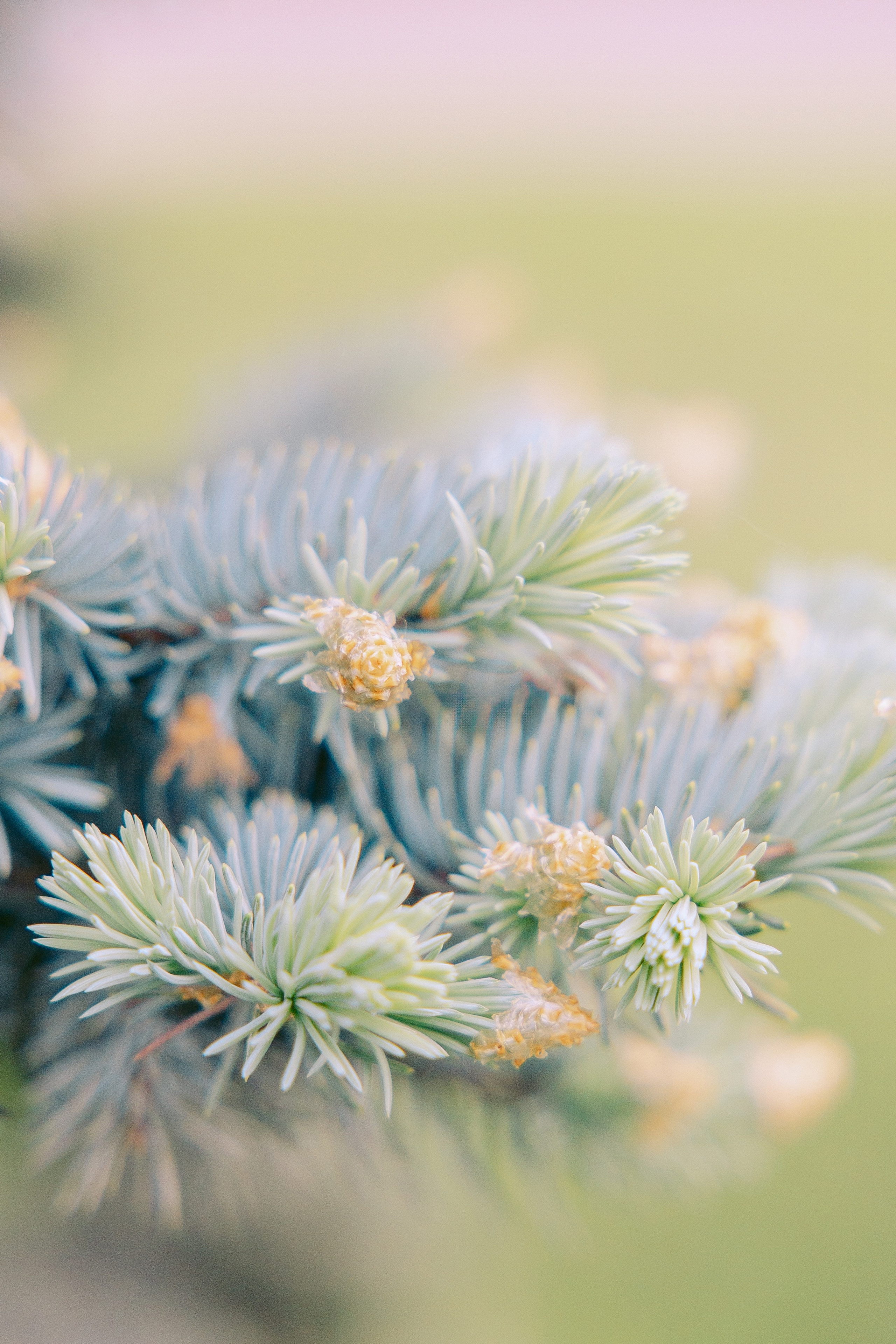 Семейная фотосессия в парке Ботанический сад. Фотограф Москва — Павел Михайлов