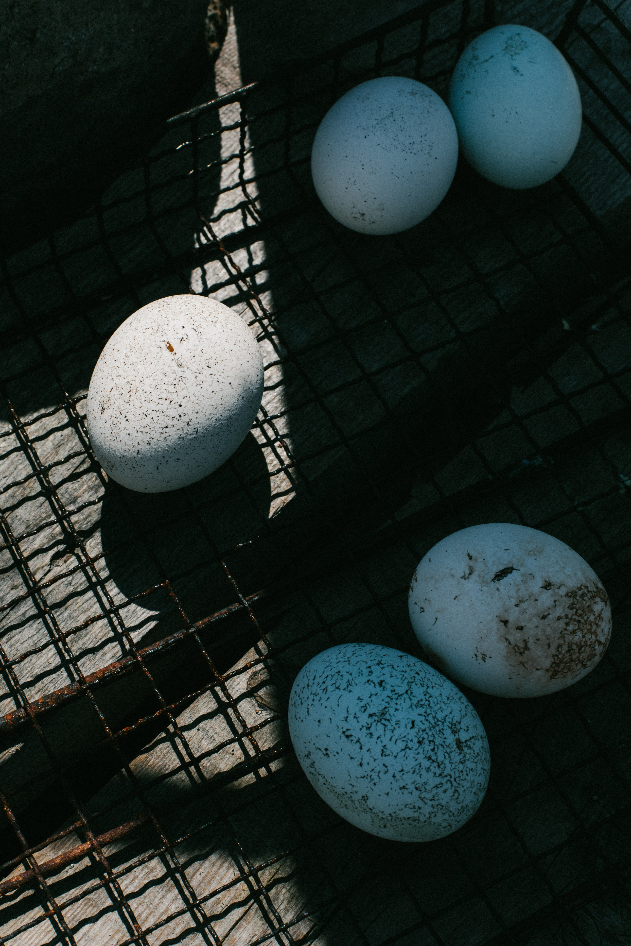 Portfolio. @beingabird.photography