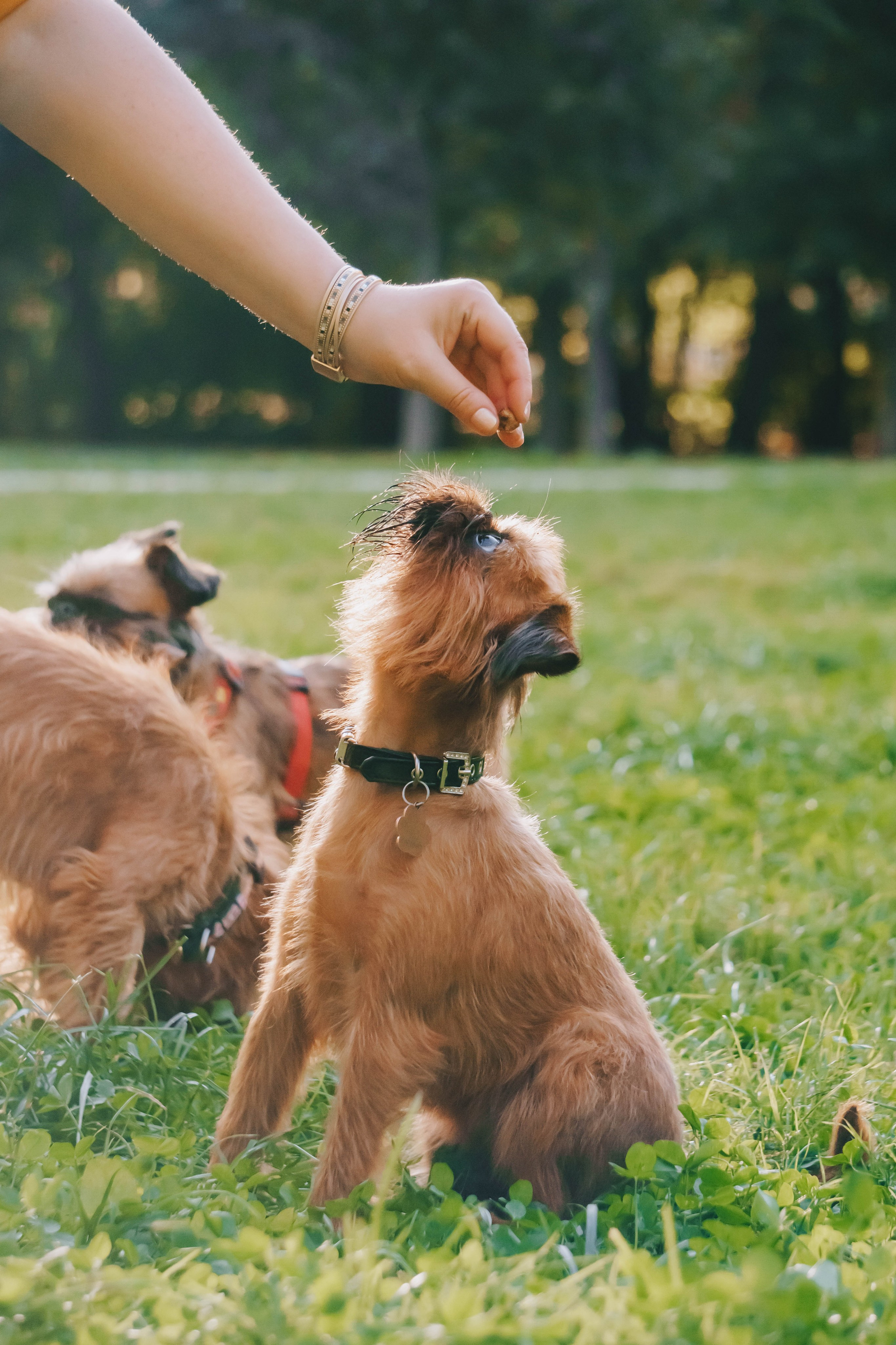 Мини-туса гриффоны и брабансоны. Фотограф-анималист Ксения Воробьева, Москва