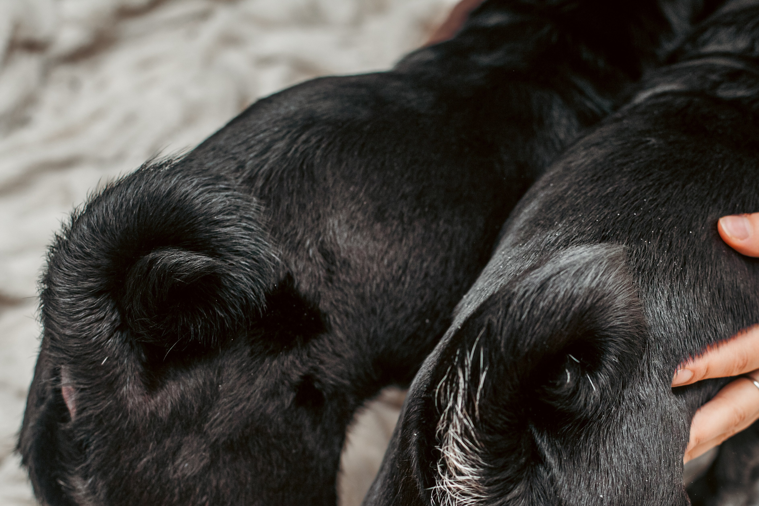 Оля, Харви, Луис. Фотограф-анималист Татьяна Степанова
