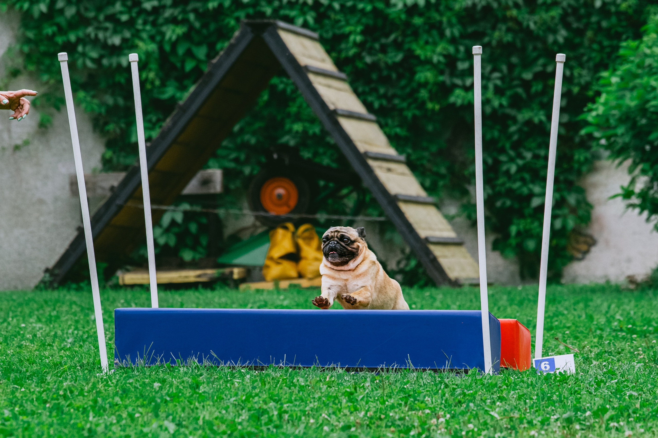 Соревнования по аджилити Долгопрудный 30.06.2025. Фотограф-анималист Татьяна Степанова