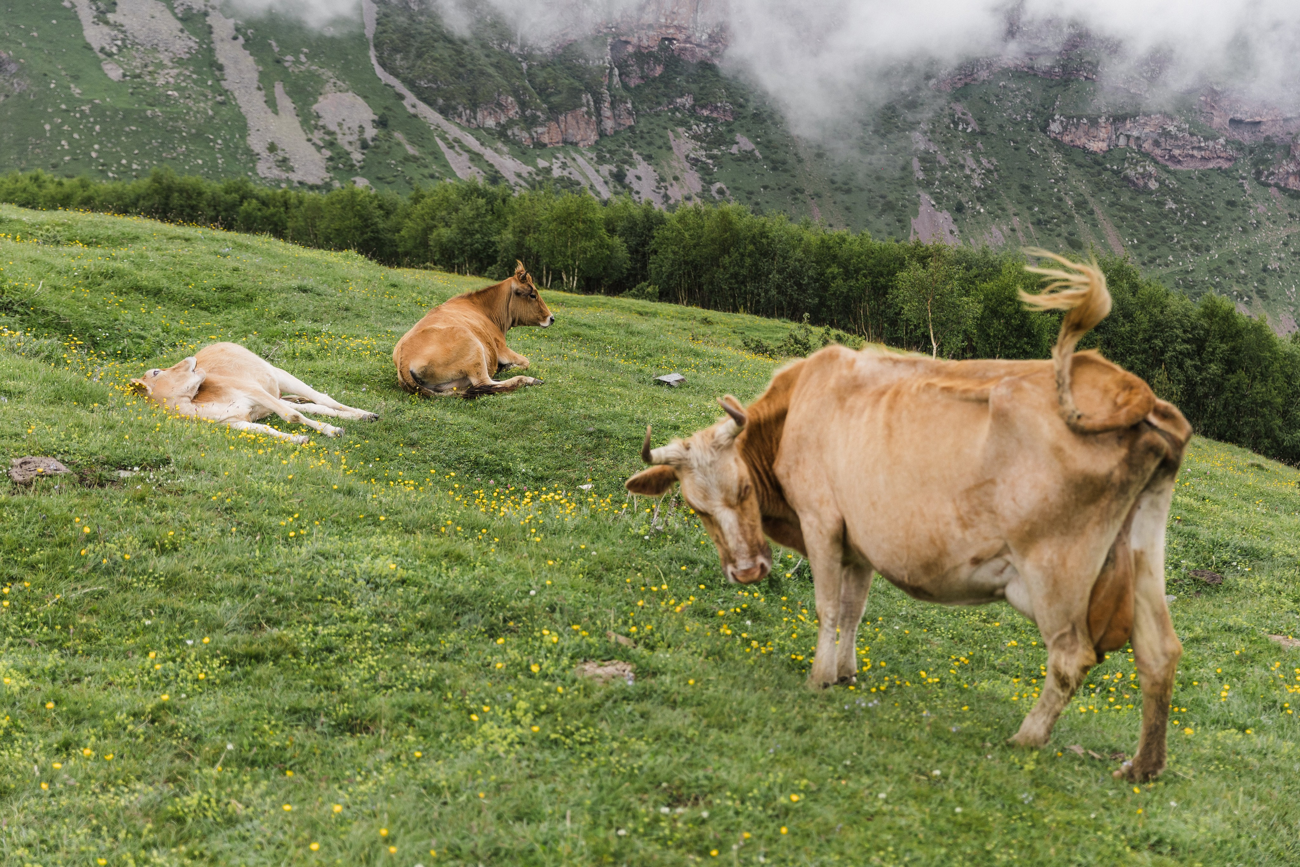 Georgia. Свадебный и семейный фотограф в Краснодаре Роман Моско