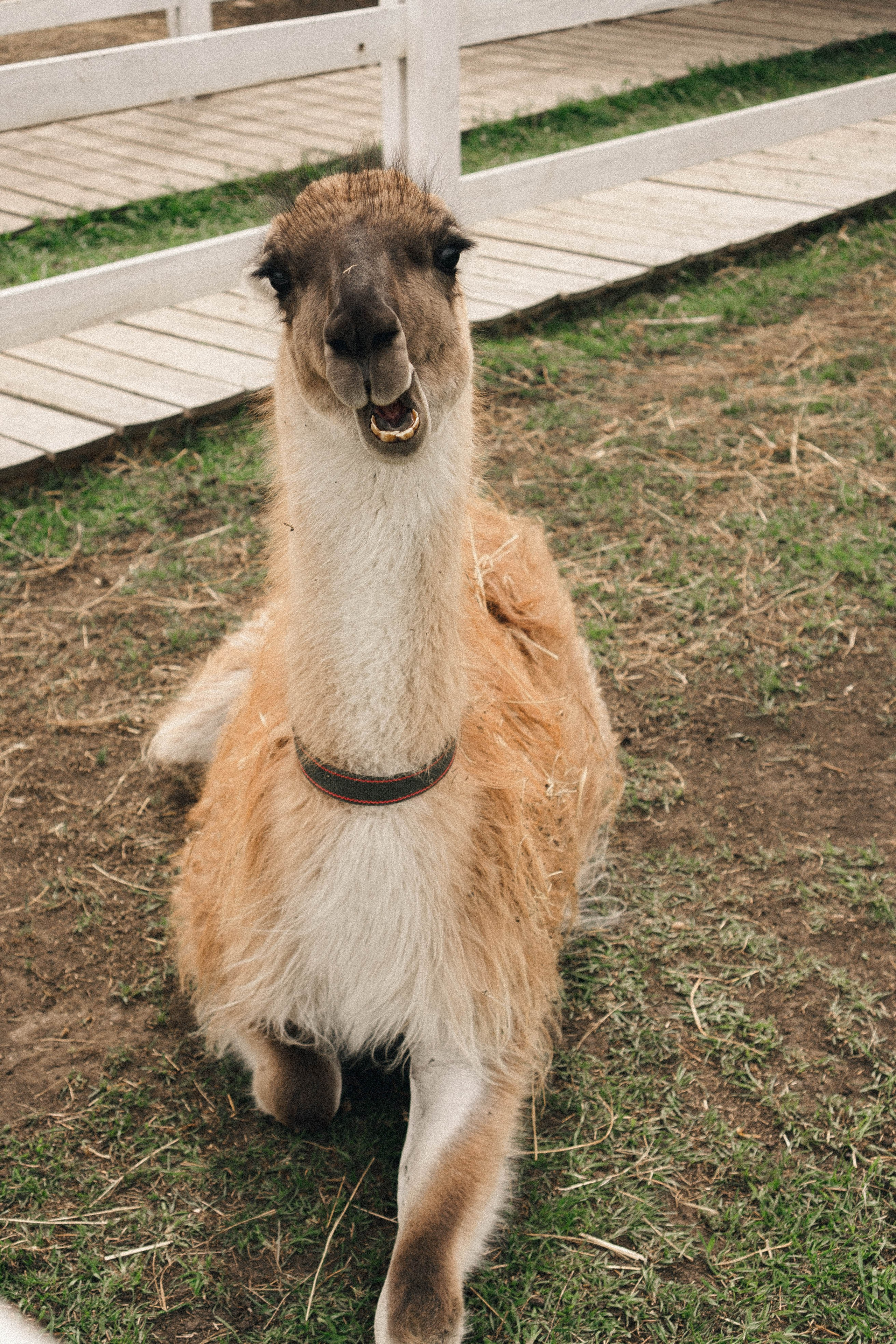 Ферма Альпак. Профессиональный фотограф, Санкт-Петербург — Виктория Богомолова