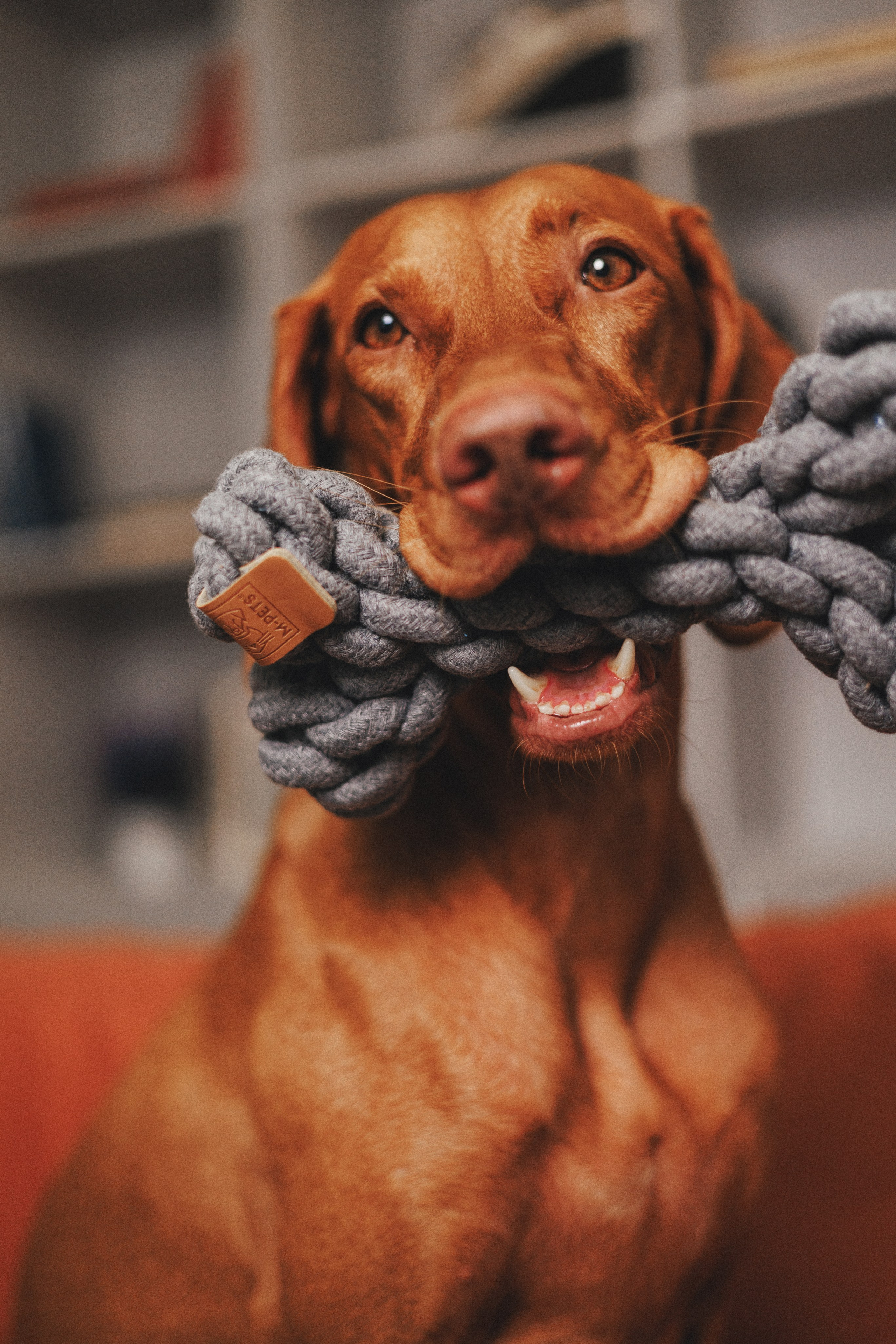 Товары для питомцев M-Pets & Petbiology. Фотограф анималист Осипчикова Мария