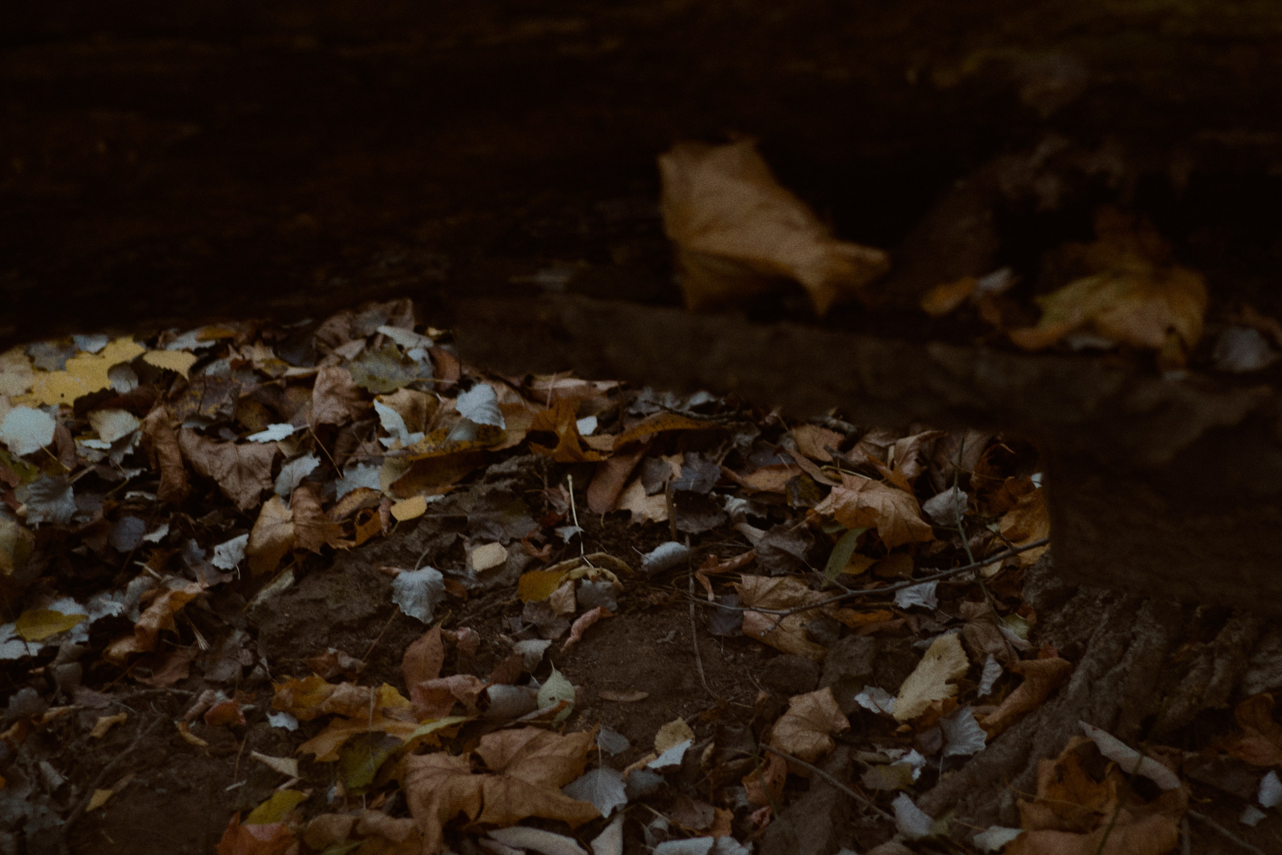 Агата и Даниил. Фотограф лавстори Москва/МО Приятелева Ангелина