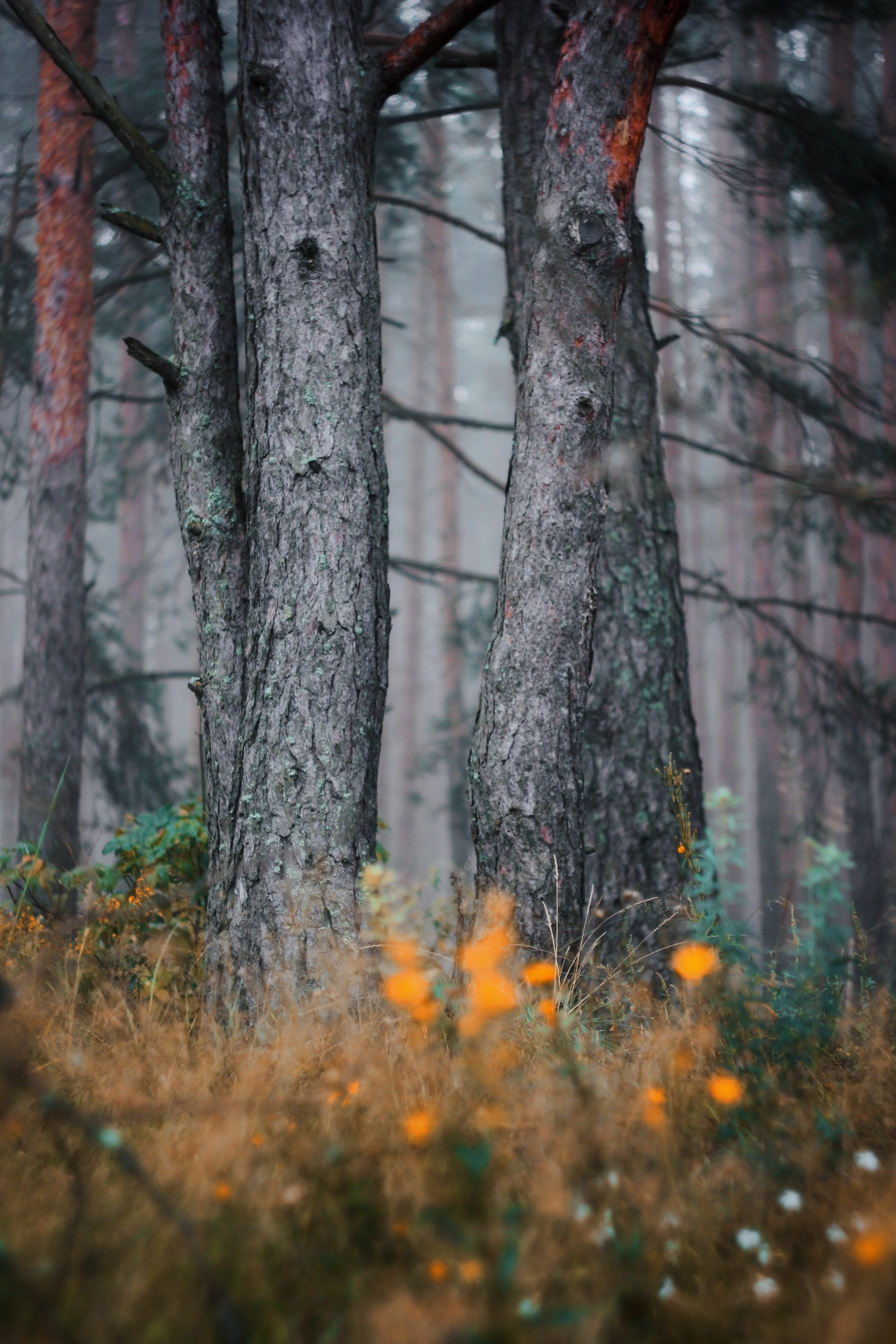 Меланхолия августа. С любовью, фотохудожник