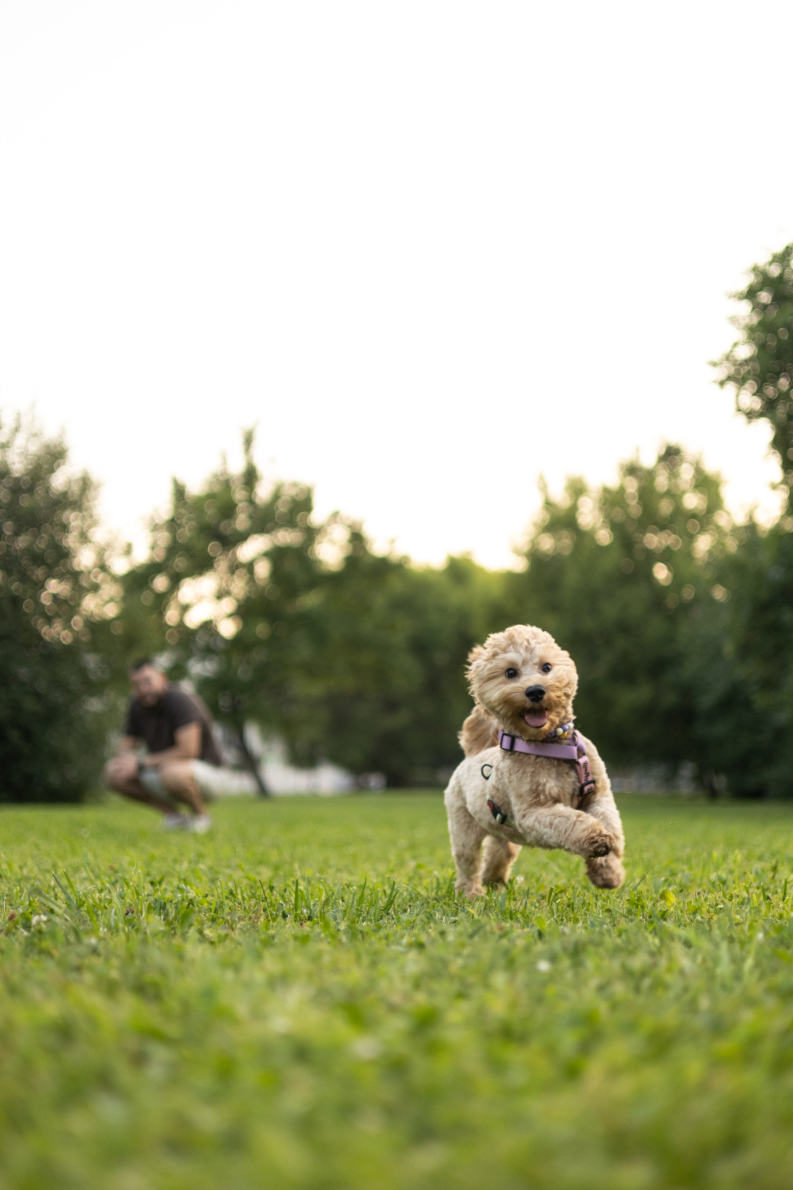 Влада, Николай и Тео. Фотограф животных Евгения Верцинская
