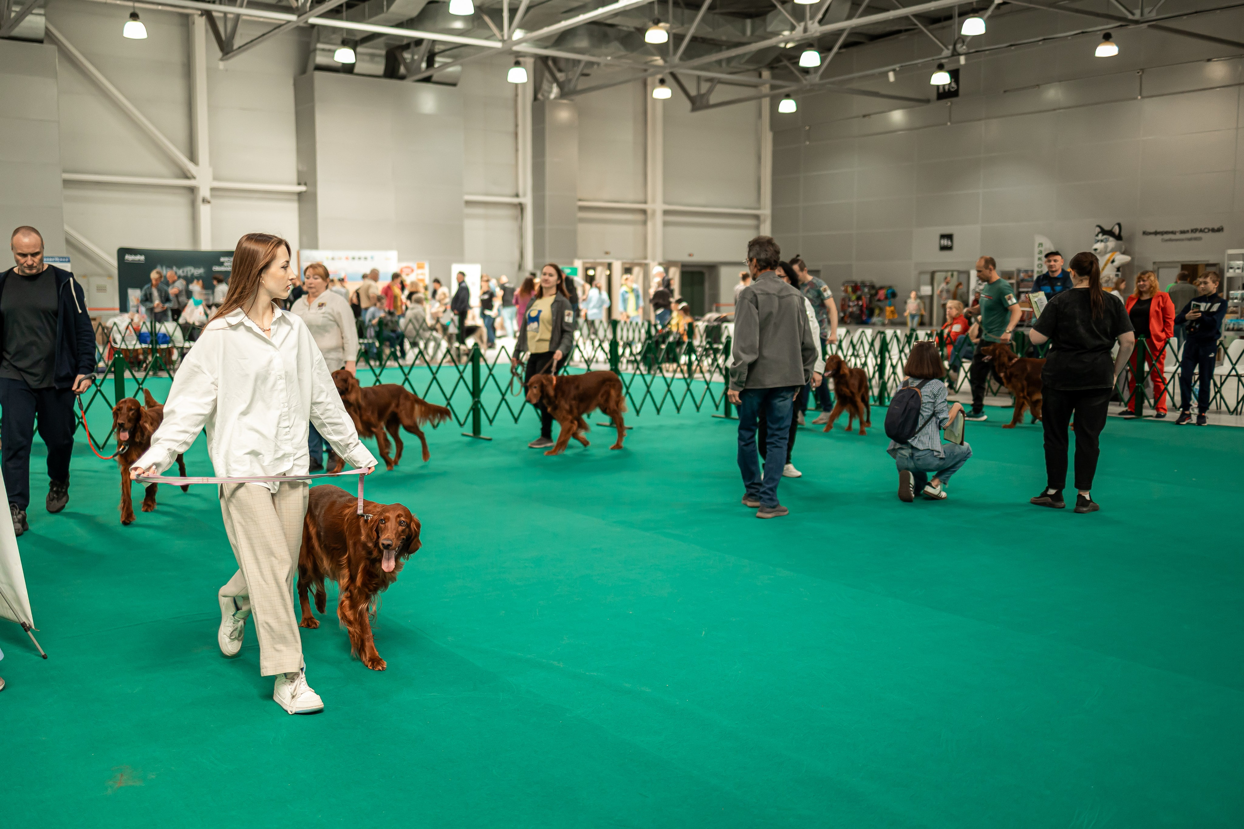 Выставка сеттеров 19.05.24