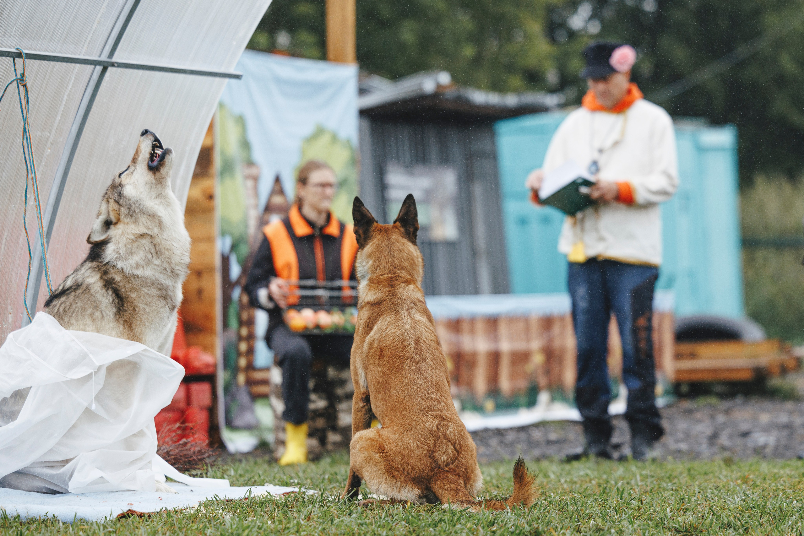 08.08.25-10.08.25 ЧР по мондьорингу г. Вологда. Фотограф-анималист Анна Маринич