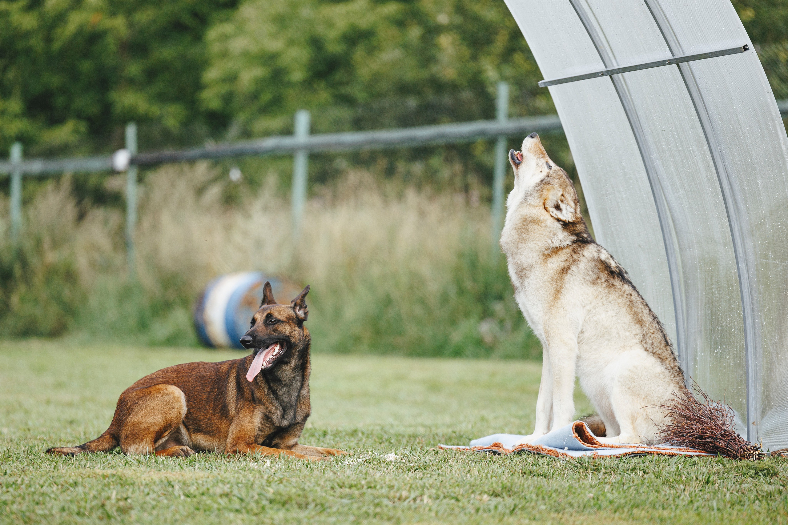 08.08.25-10.08.25 ЧР по мондьорингу г. Вологда. Фотограф-анималист Анна Маринич