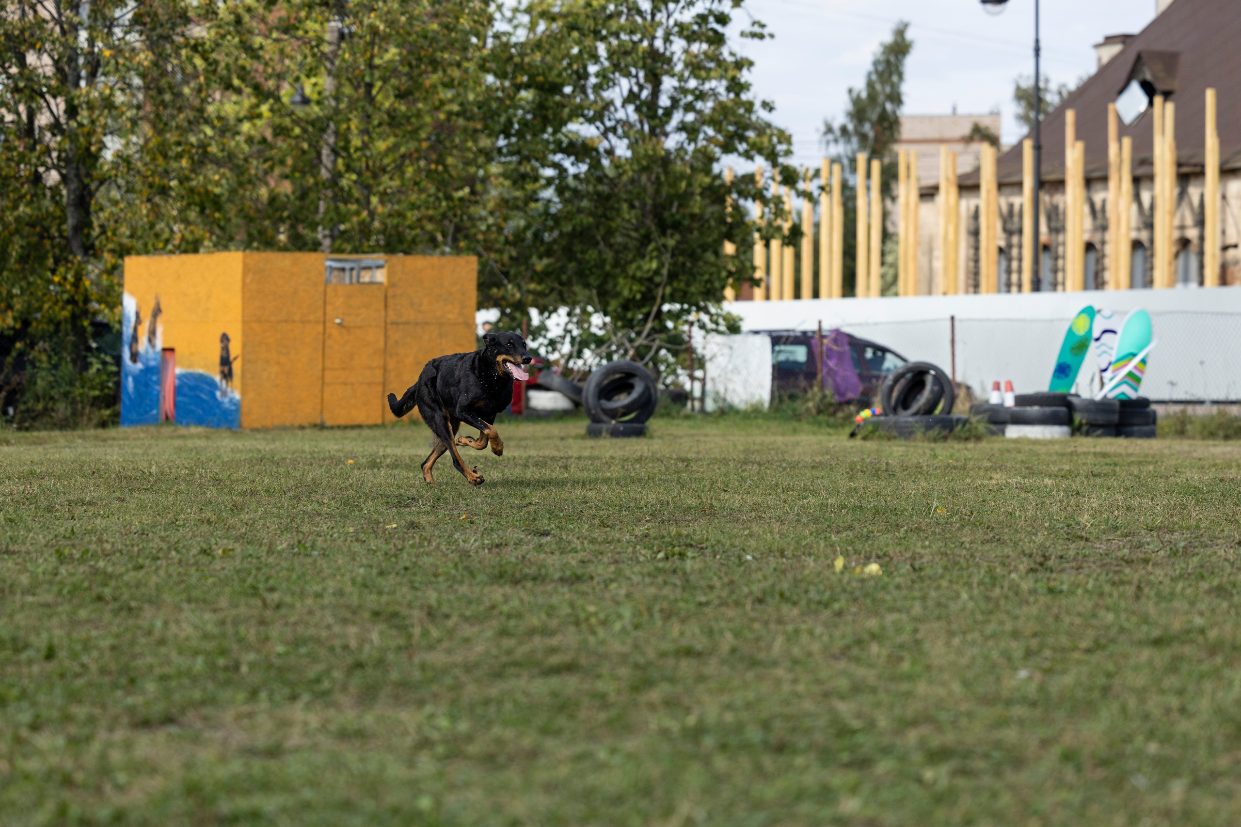 Испытания по Мондьорингу г. Пушкин. Фотограф-анималист Анна Маринич