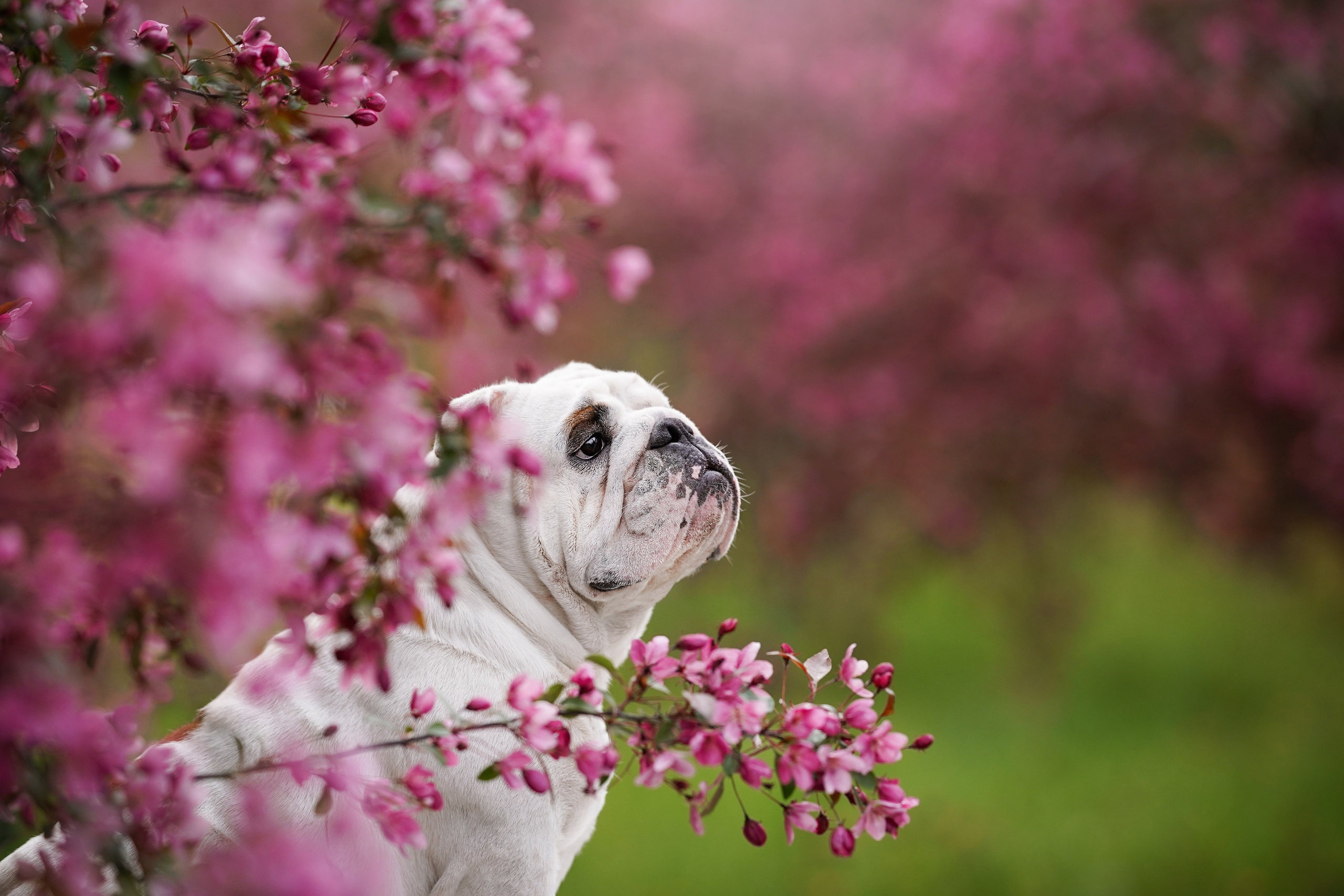 Фасолька в саду. Фотограф-анималист в Санкт-Петербурге Яна Мартынова