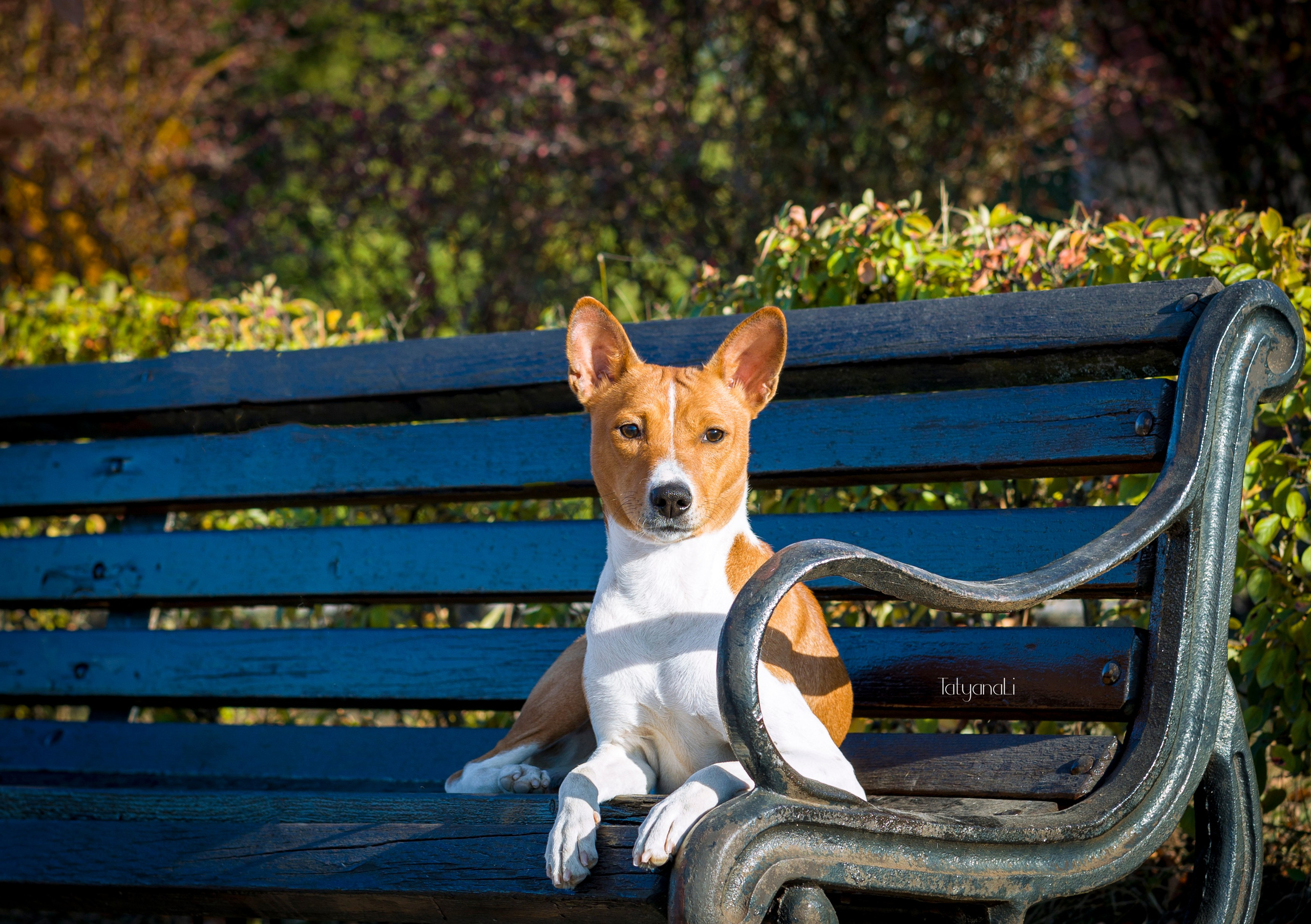Басенджи. Фотограф — анималист Татьяна Ли