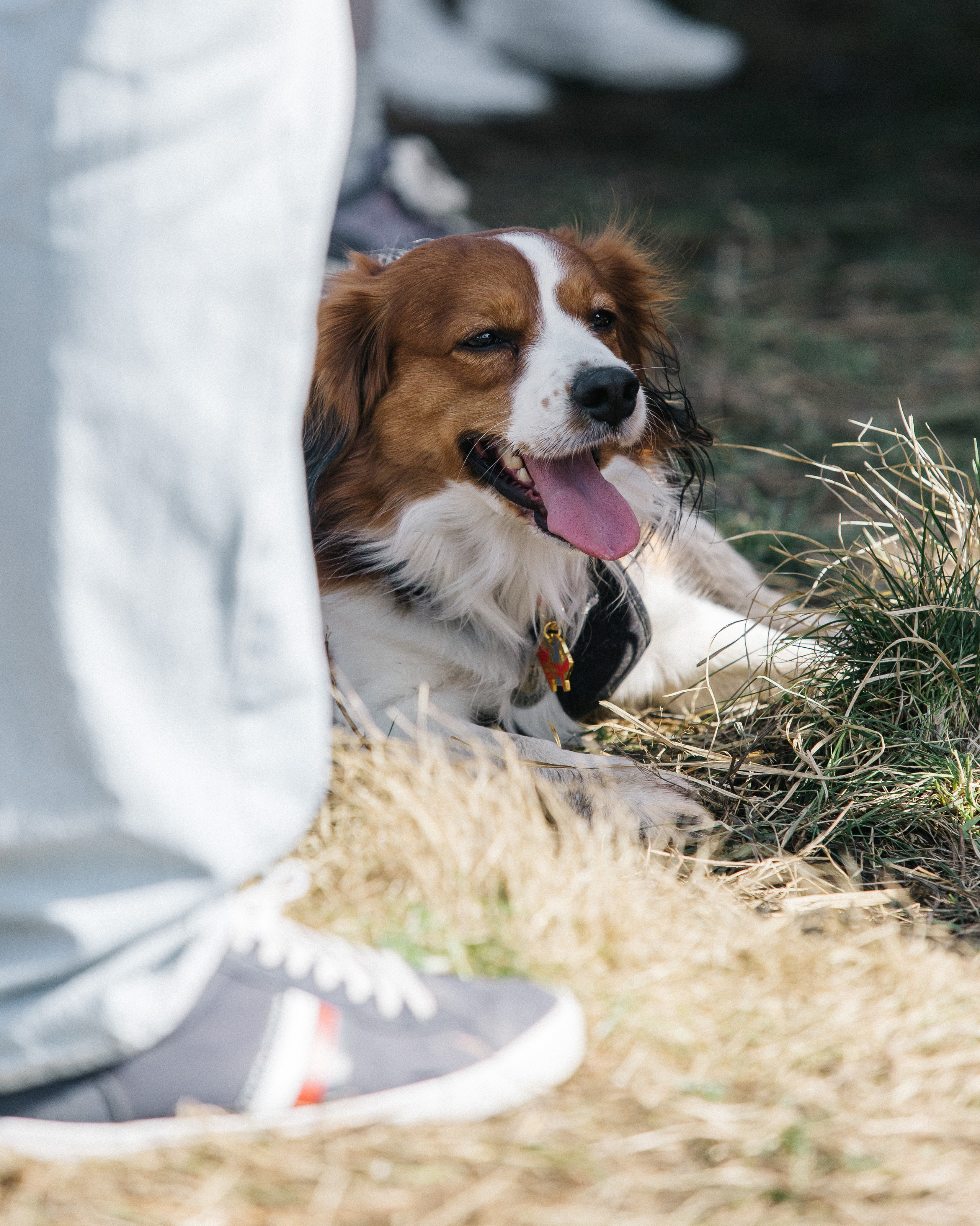 Кросс «Быстрый пёс» 2025. Репортажный фотограф в Москве