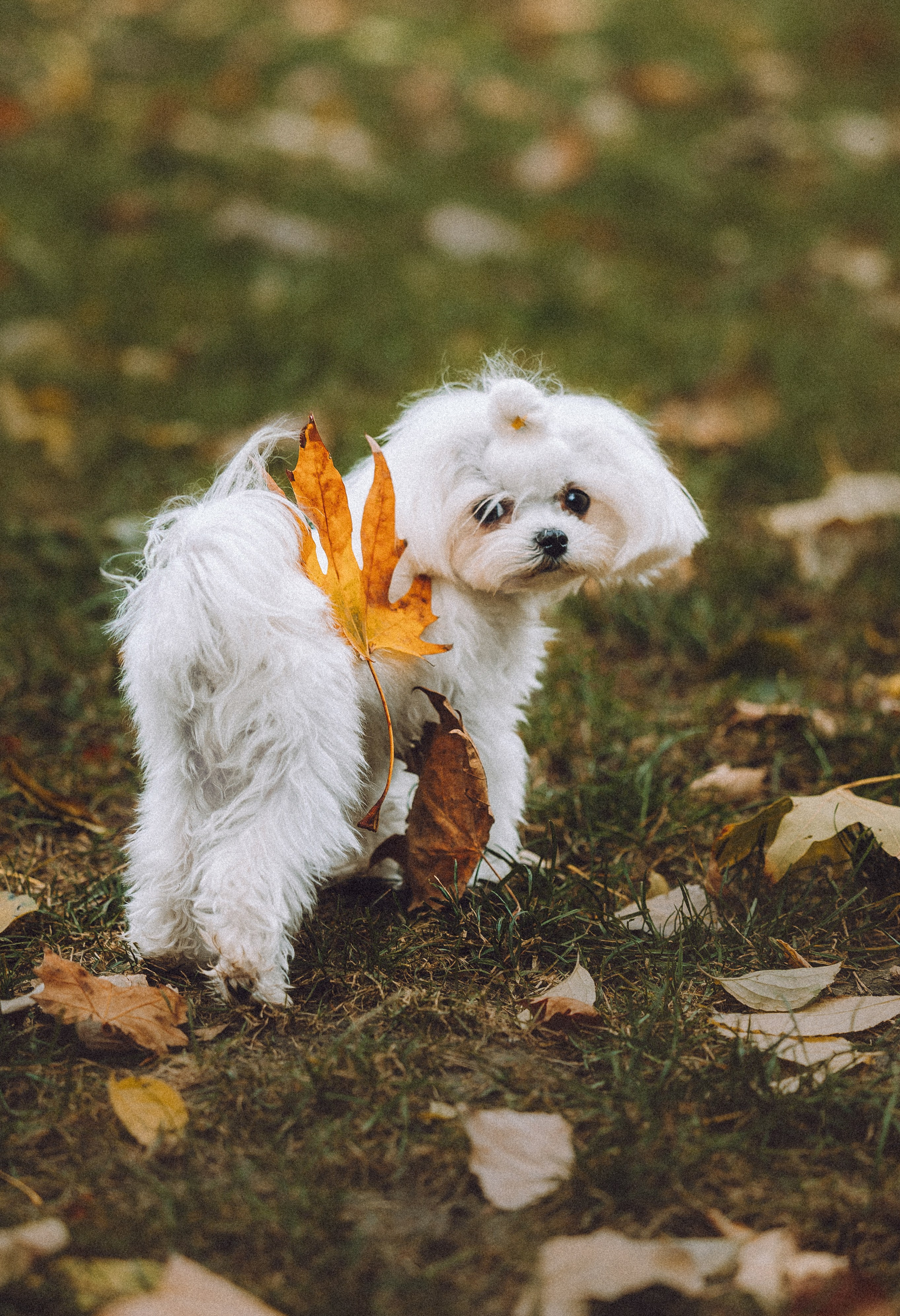 Настя и Гоша