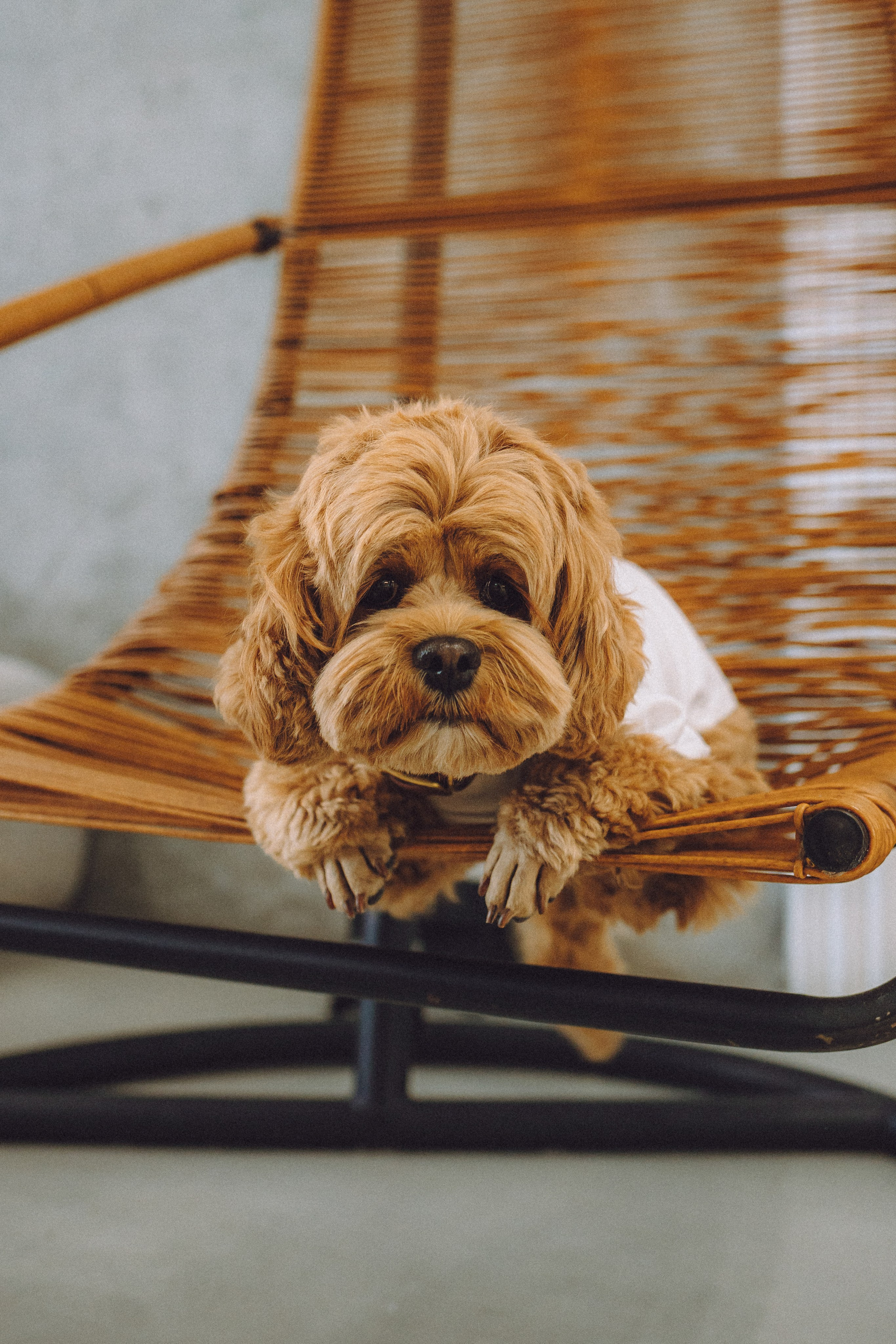 День Рождения пуделя Глаши