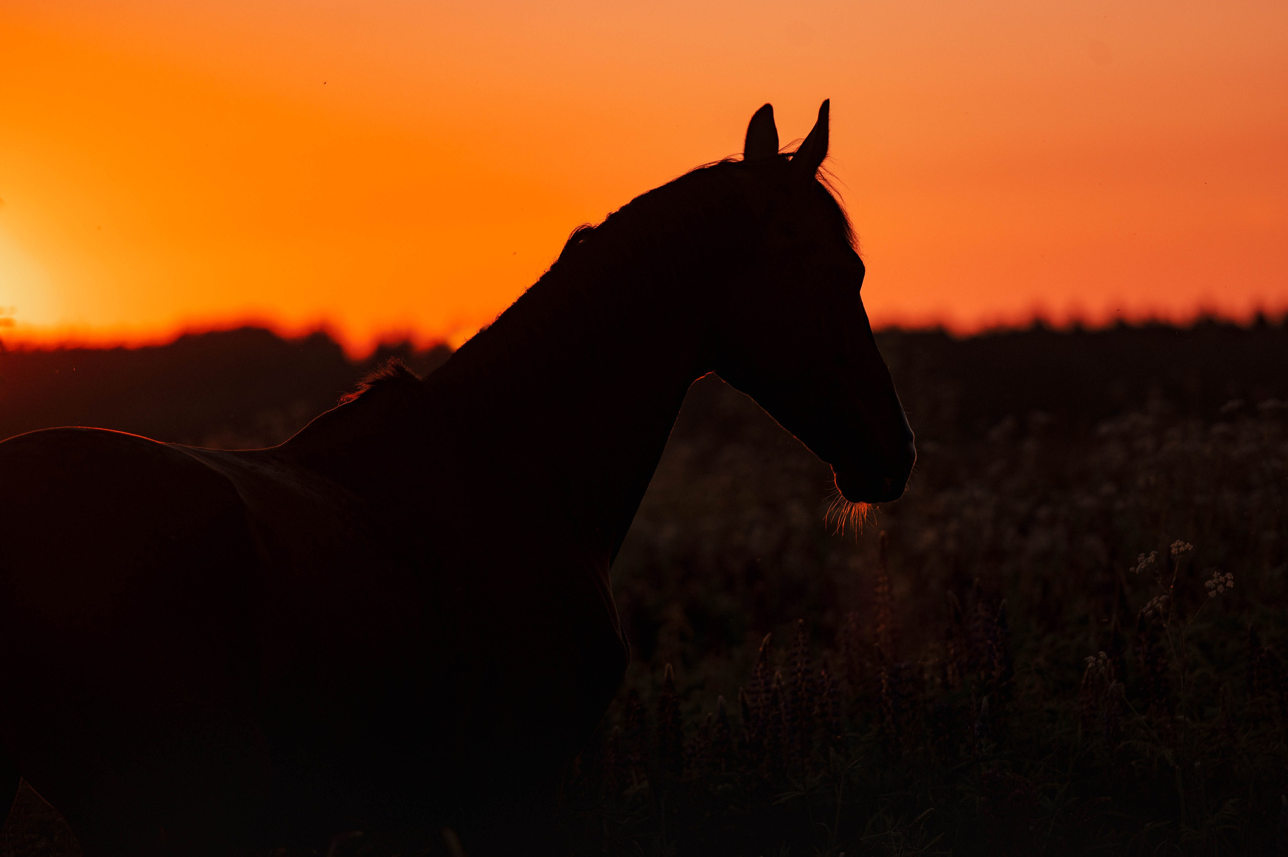 Ивори в закатных полях. Фотограф-анималист
