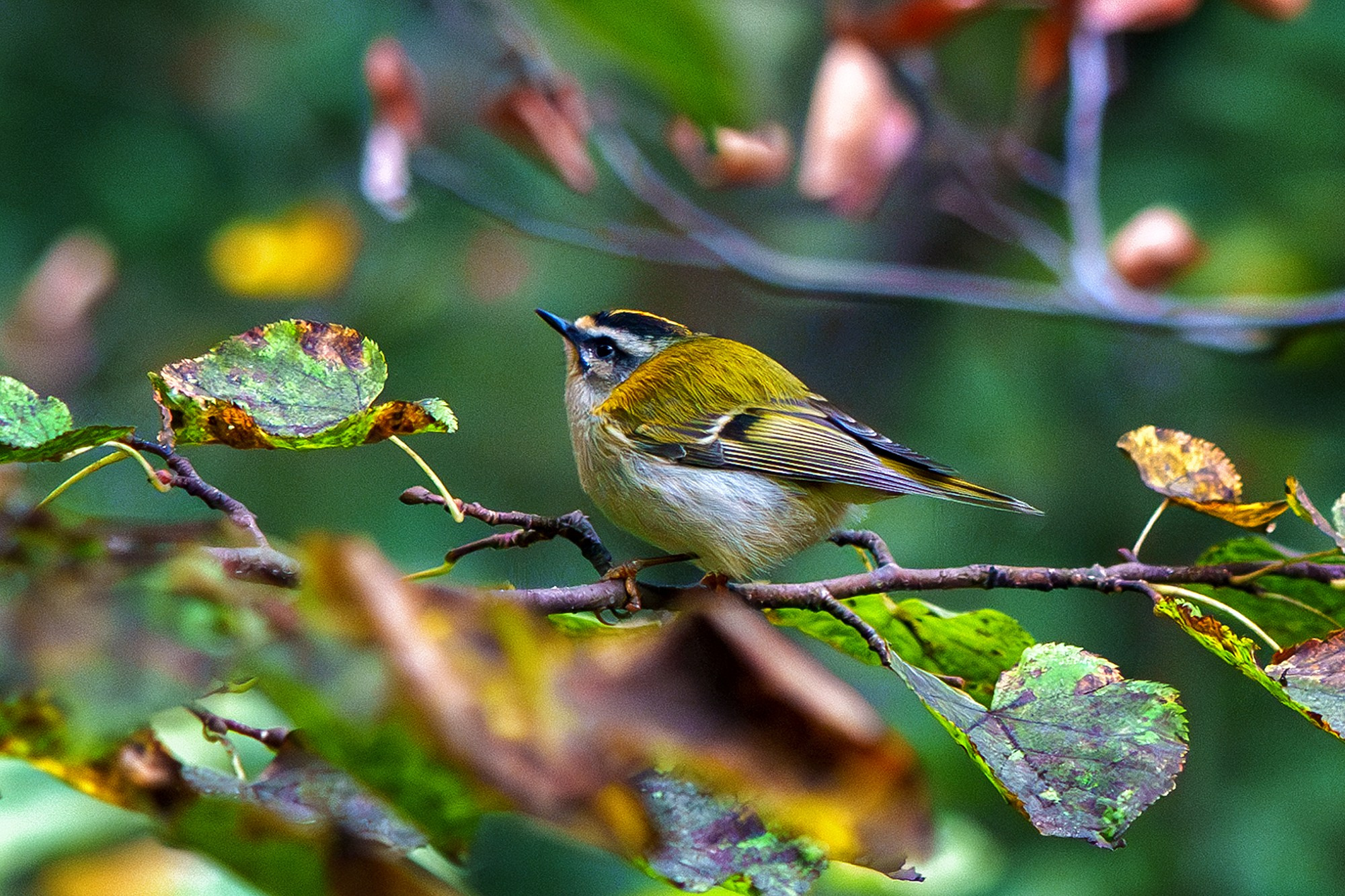 Удивительные мир птиц. Вокруг нас столько прекрасного — присмотритесь!. Ваш личный фотограф Марина Волкова