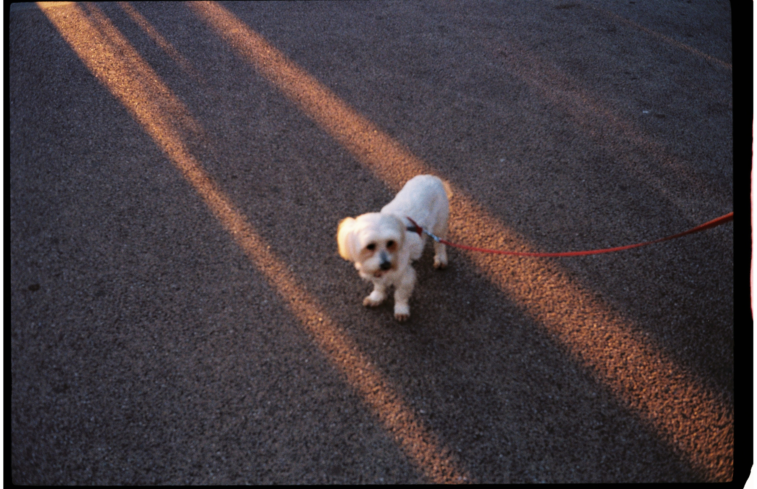 France. Regina Platonova