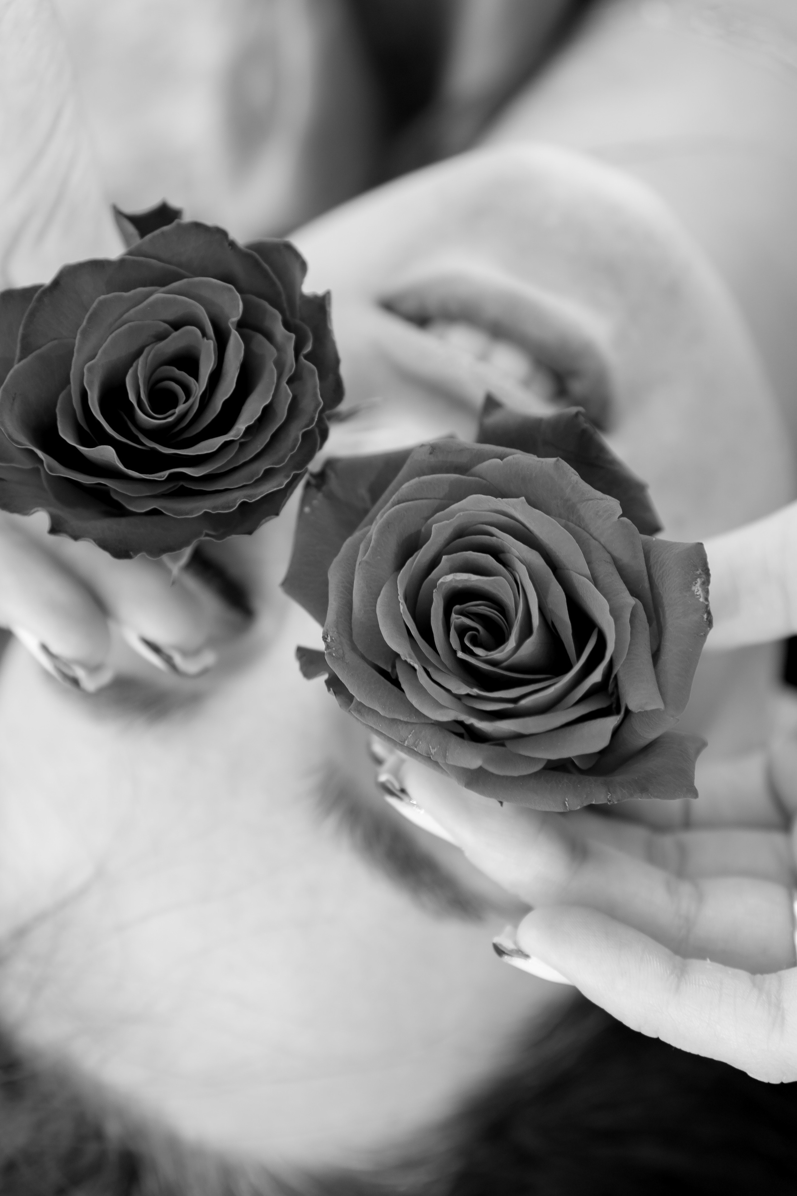 Розы. Профессиональный фотограф, Санкт-Петербург — Виктория Богомолова