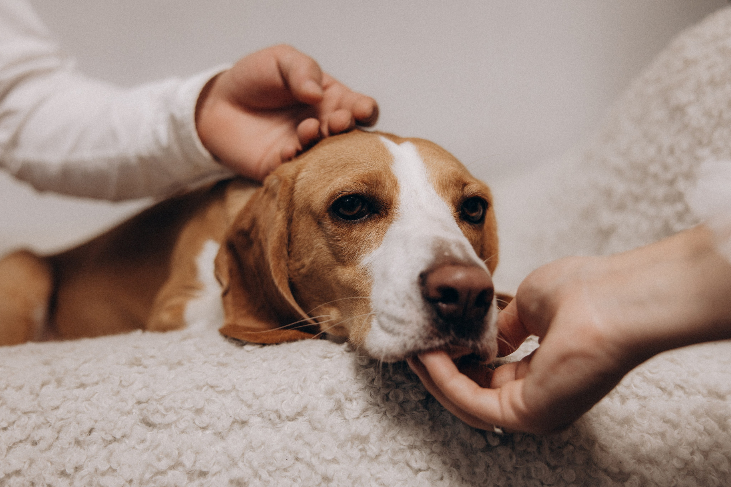 История любви. Фотограф анималист в Казани Алина Сулейманова. Фотограф животных