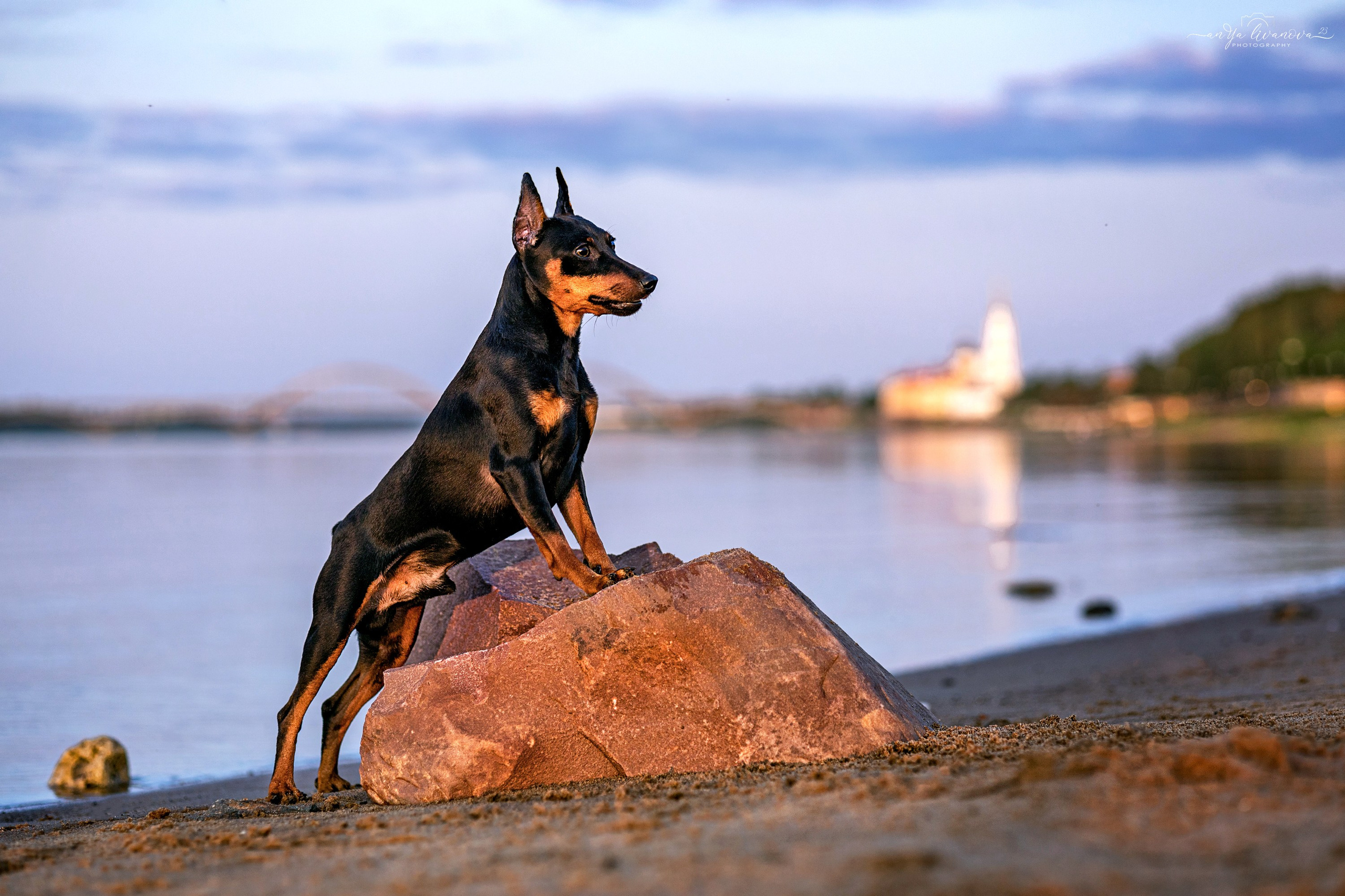 Буба. Фотограф анималист Аня Ливанова | Рыбинск
