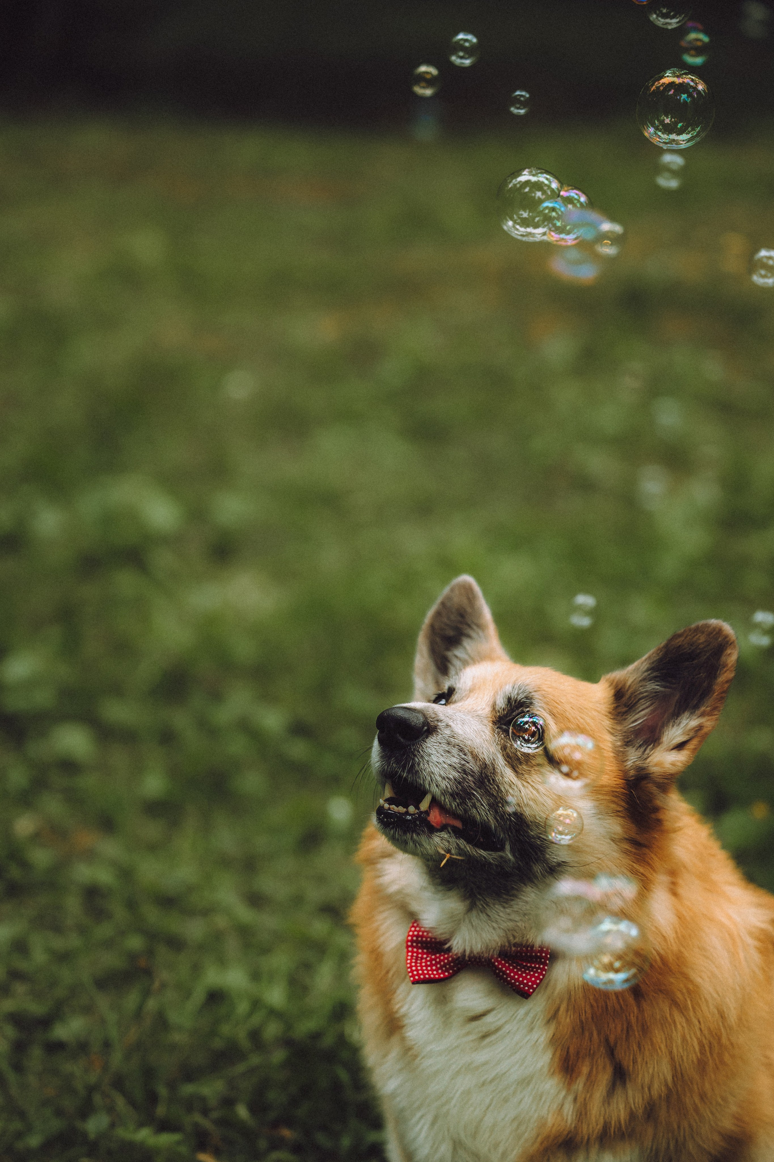 Ира, Леша и Харли