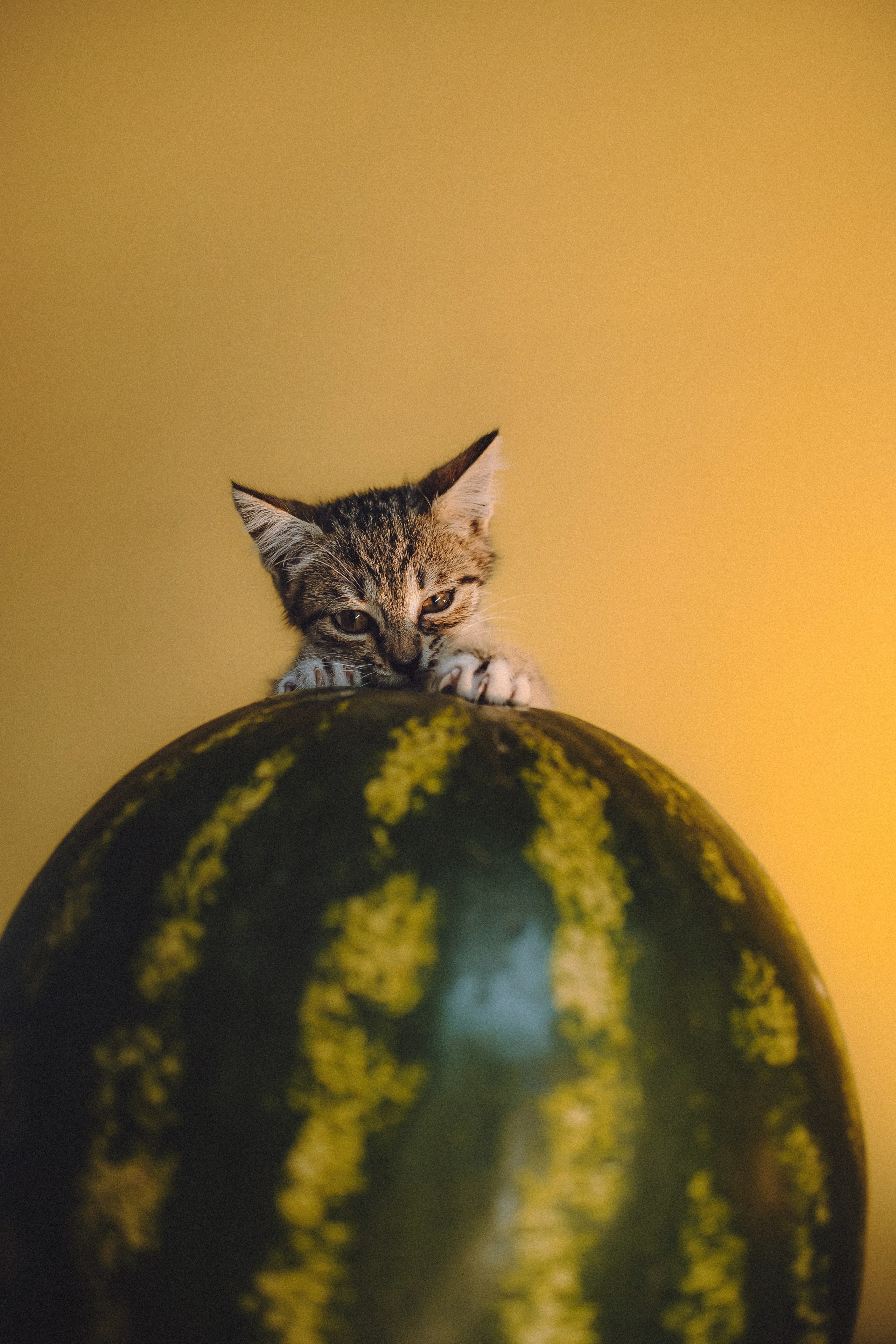 Сирена и арбуз