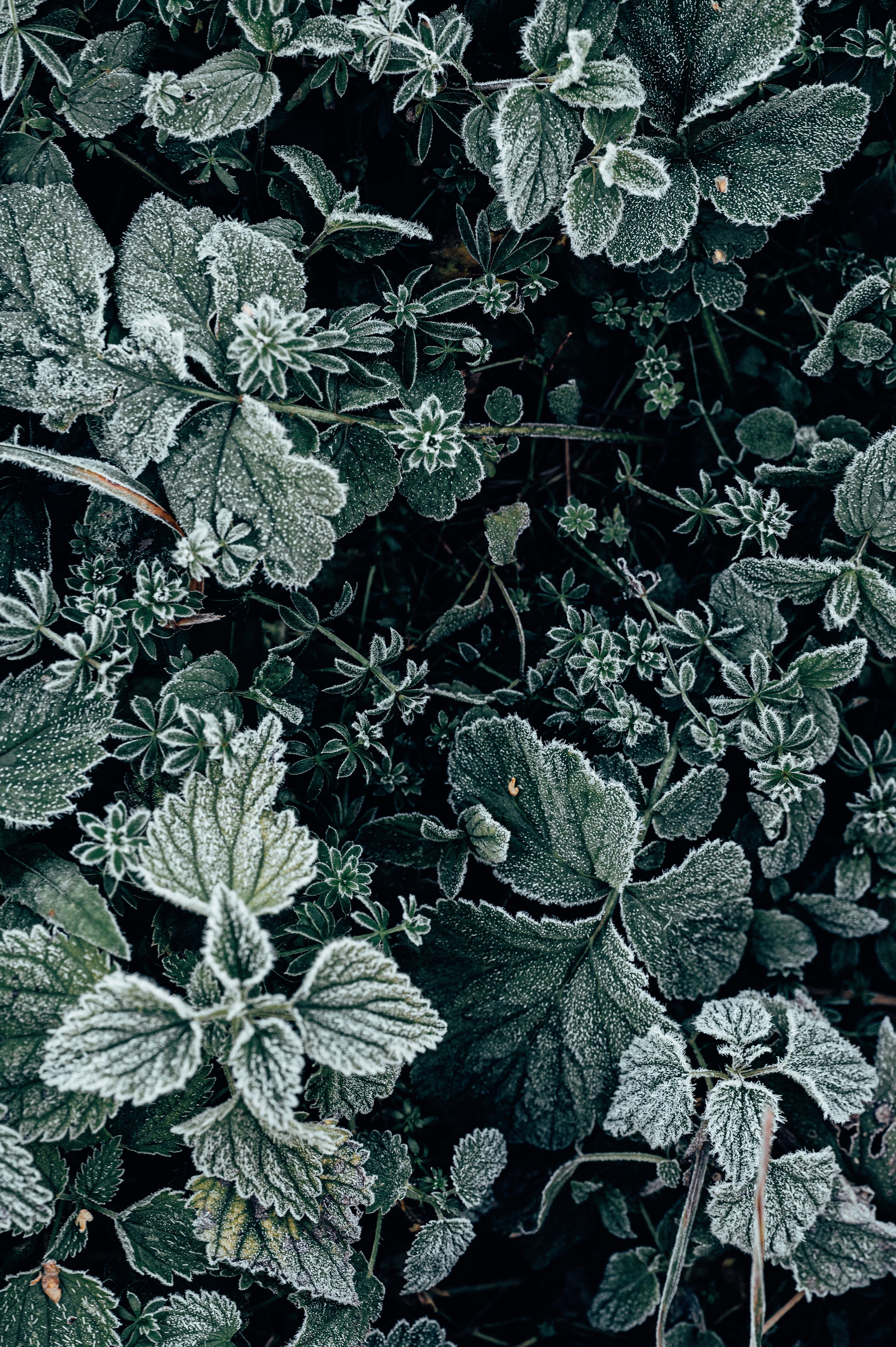 Природа. Максим Егоров, г. Ижевск. Репортажная, предметная съёмка и фуд-фотография