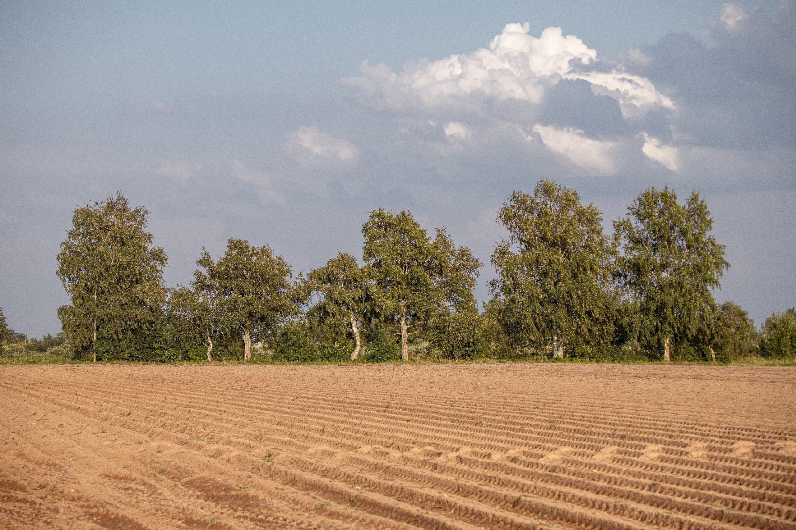 Цветные фотографии. Фотографии Лены Соколовой