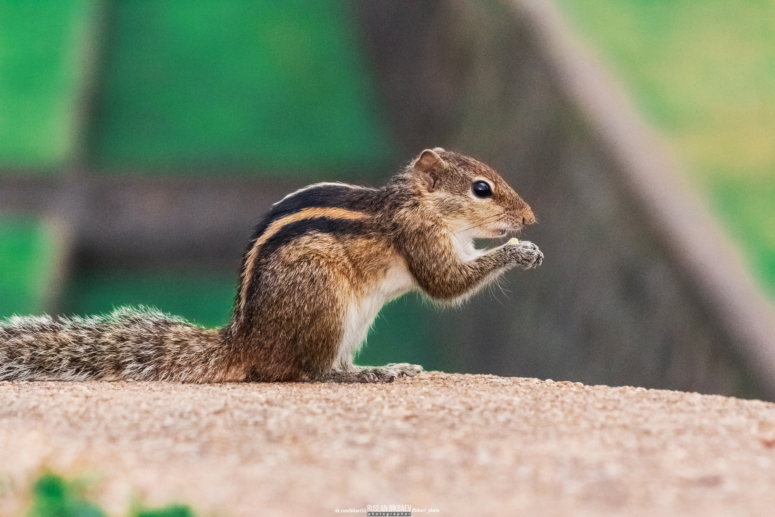 ШРИ-ЛАНКА 2025 / SRI LANKA 2025. Главная