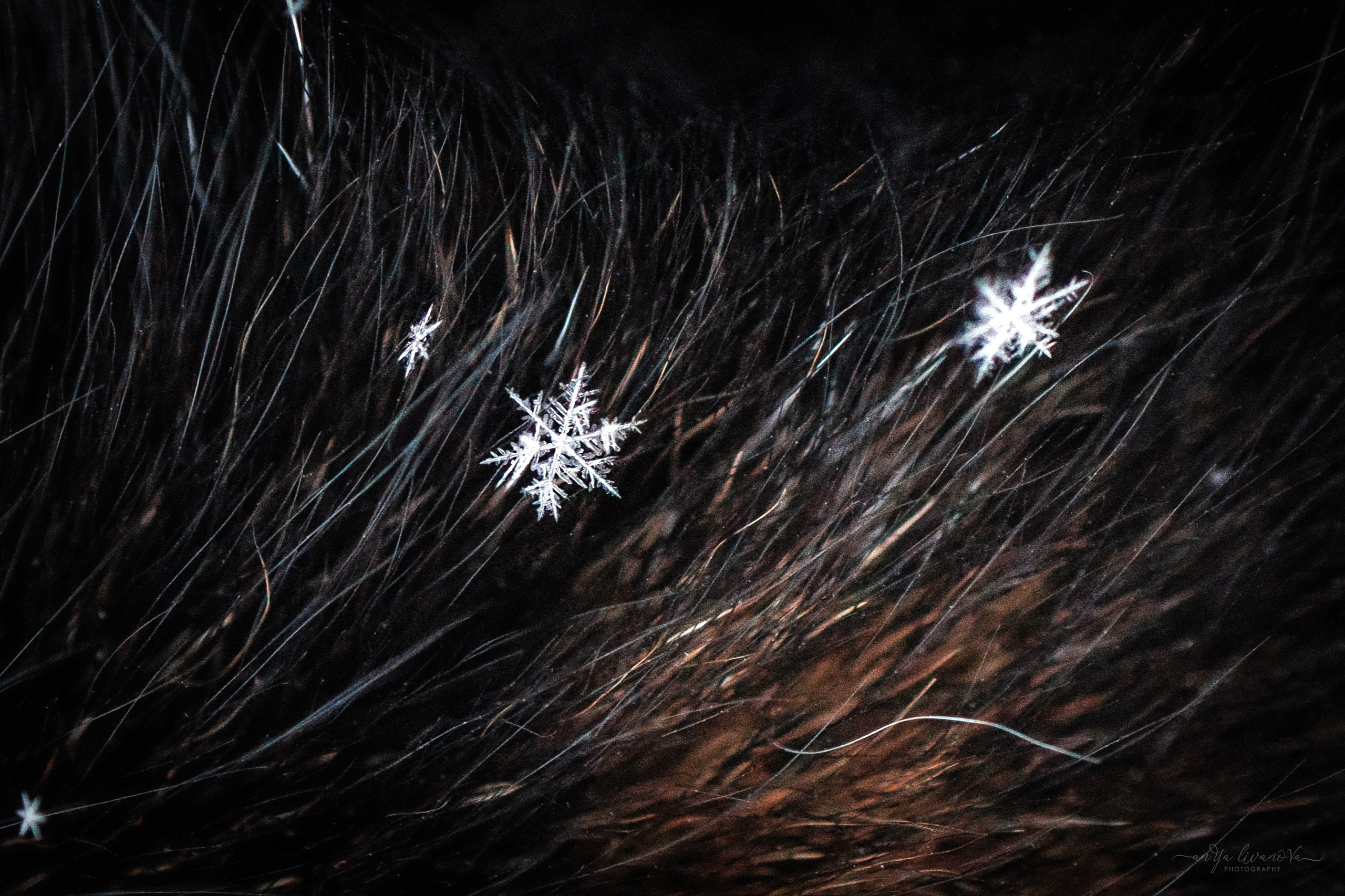 Рокки. Фотограф анималист Аня Ливанова | Рыбинск