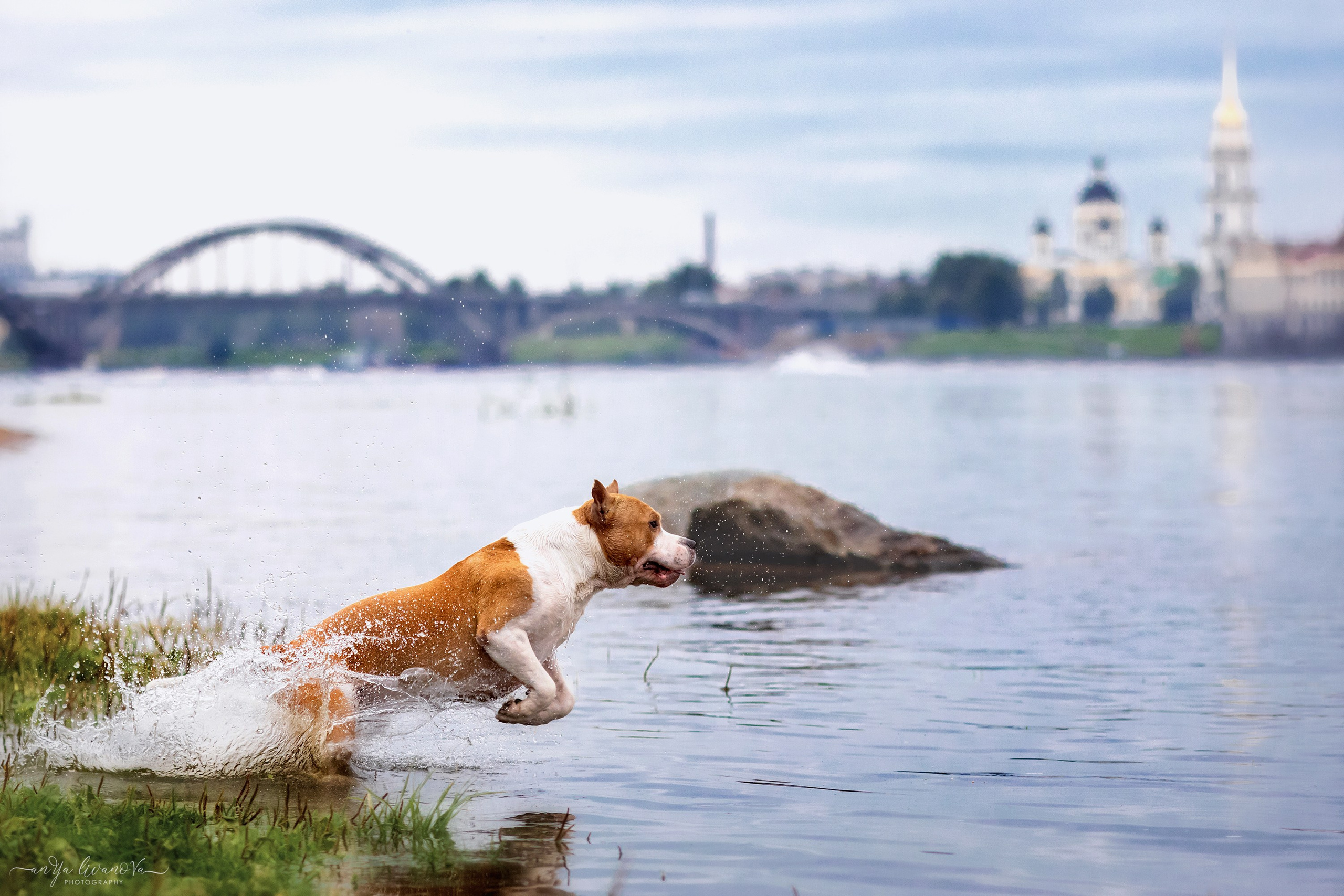 Винт и Дея. Фотограф анималист Аня Ливанова | Рыбинск