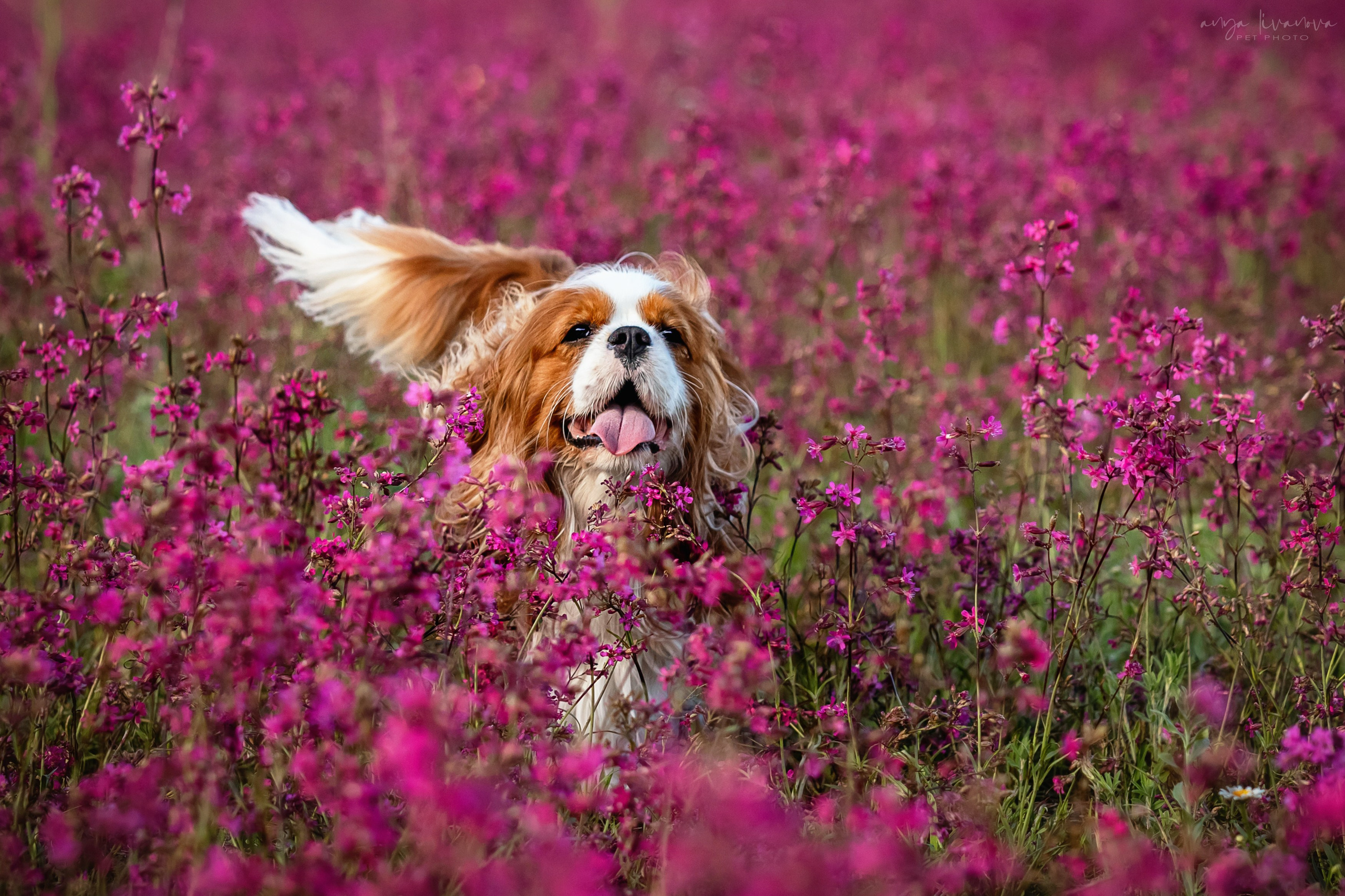Смолка клейкая. Фотограф анималист Аня Ливанова | Рыбинск