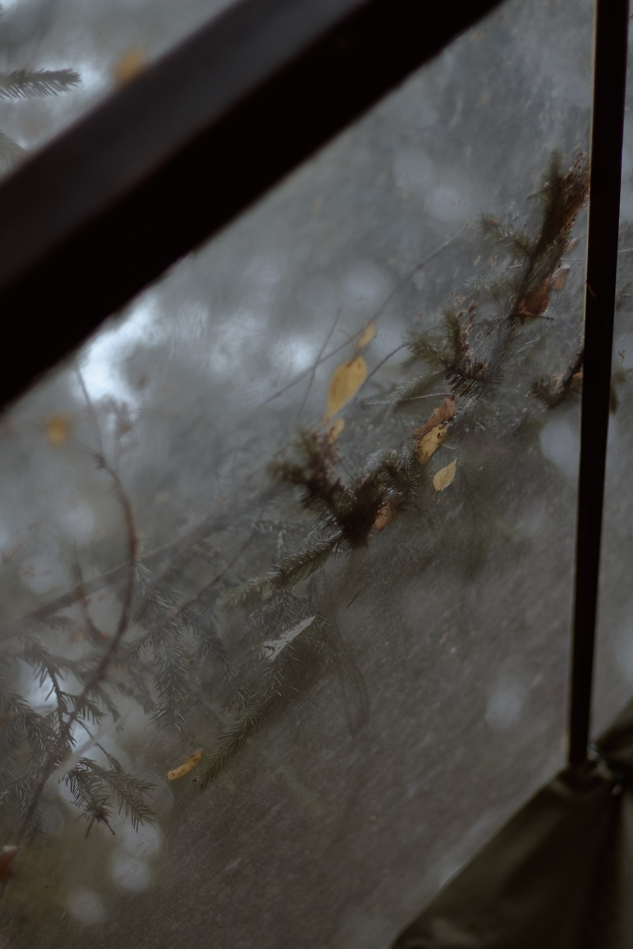 Стеклянная Оранжерея. Фотограф лавстори Москва/МО Приятелева Ангелина