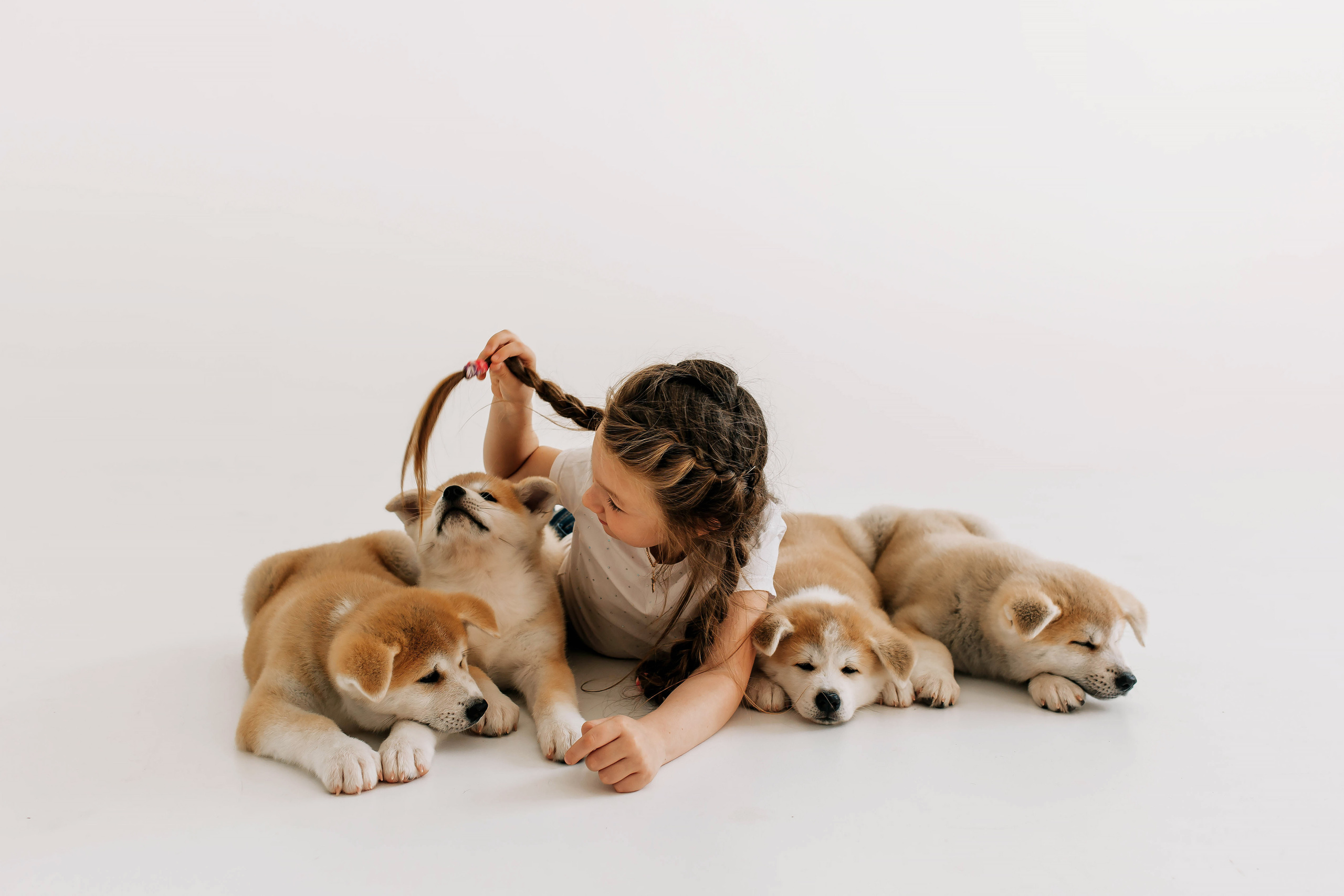 Съемка с щенками акита ину. Свадебный и семейный фотограф в Краснодар, Россия