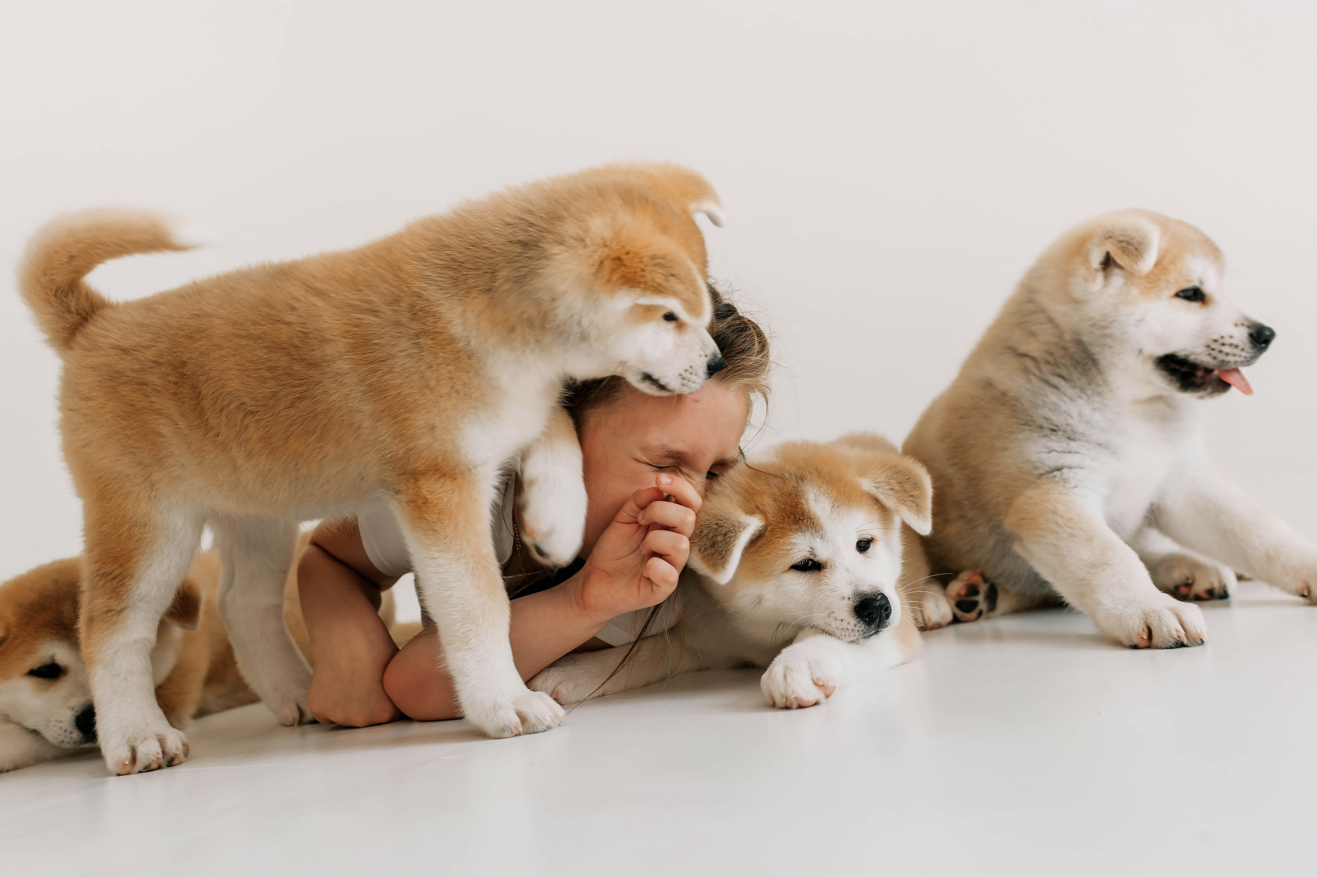 Съемка с щенками акита ину. Свадебный и семейный фотограф в Краснодар, Россия