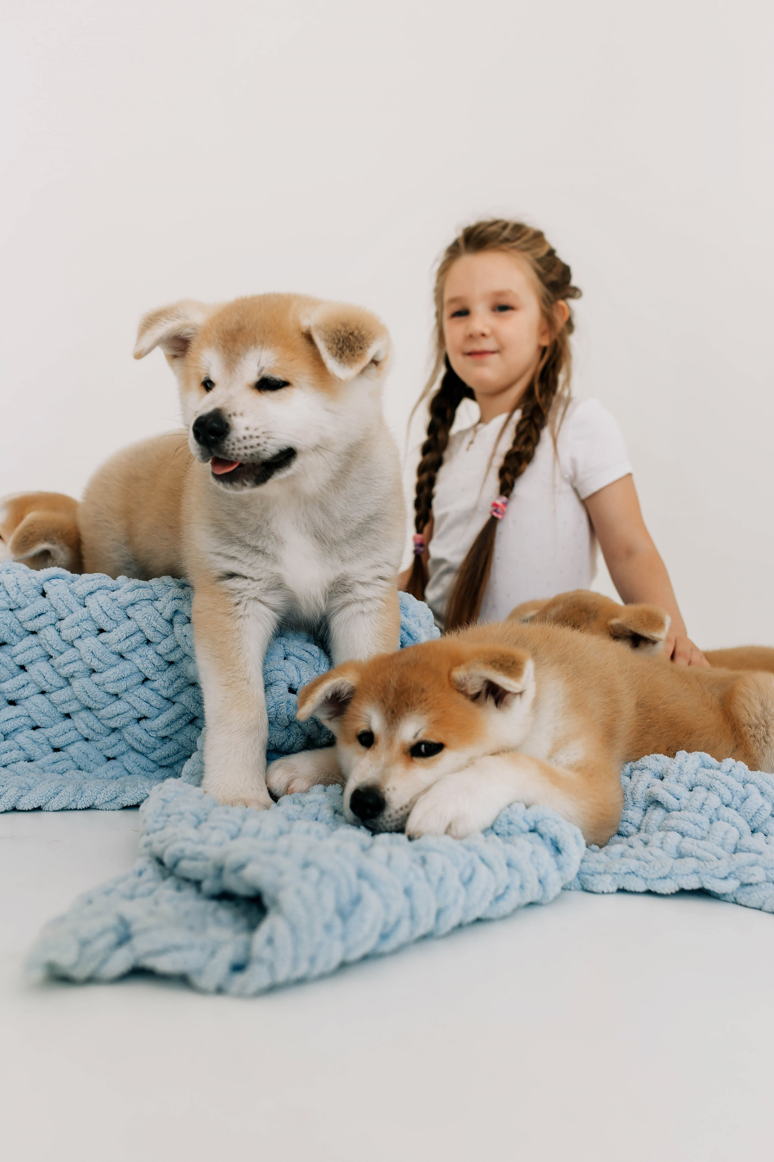 Съемка с щенками акита ину. Свадебный и семейный фотограф в Краснодар, Россия