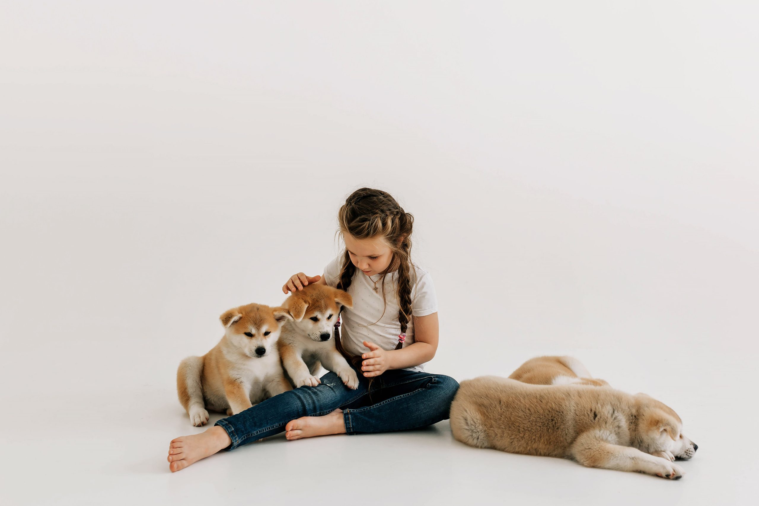 Съемка с щенками акита ину. Свадебный и семейный фотограф в Краснодар, Россия