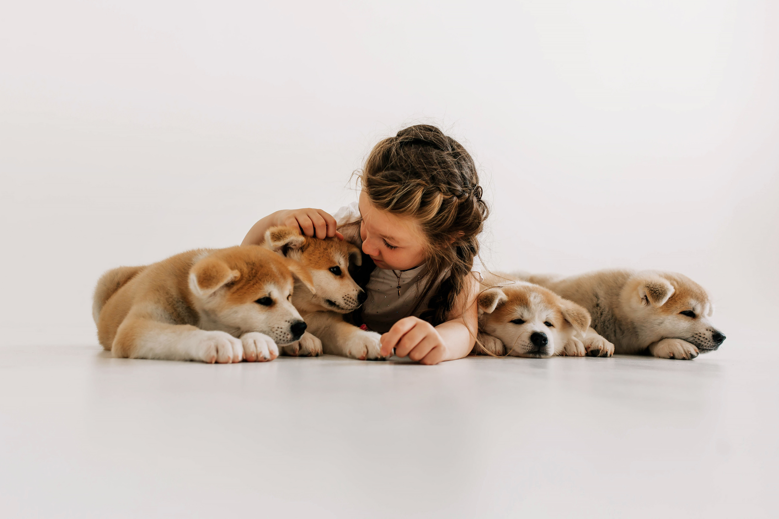 Съемка с щенками акита ину. Свадебный и семейный фотограф в Краснодар, Россия